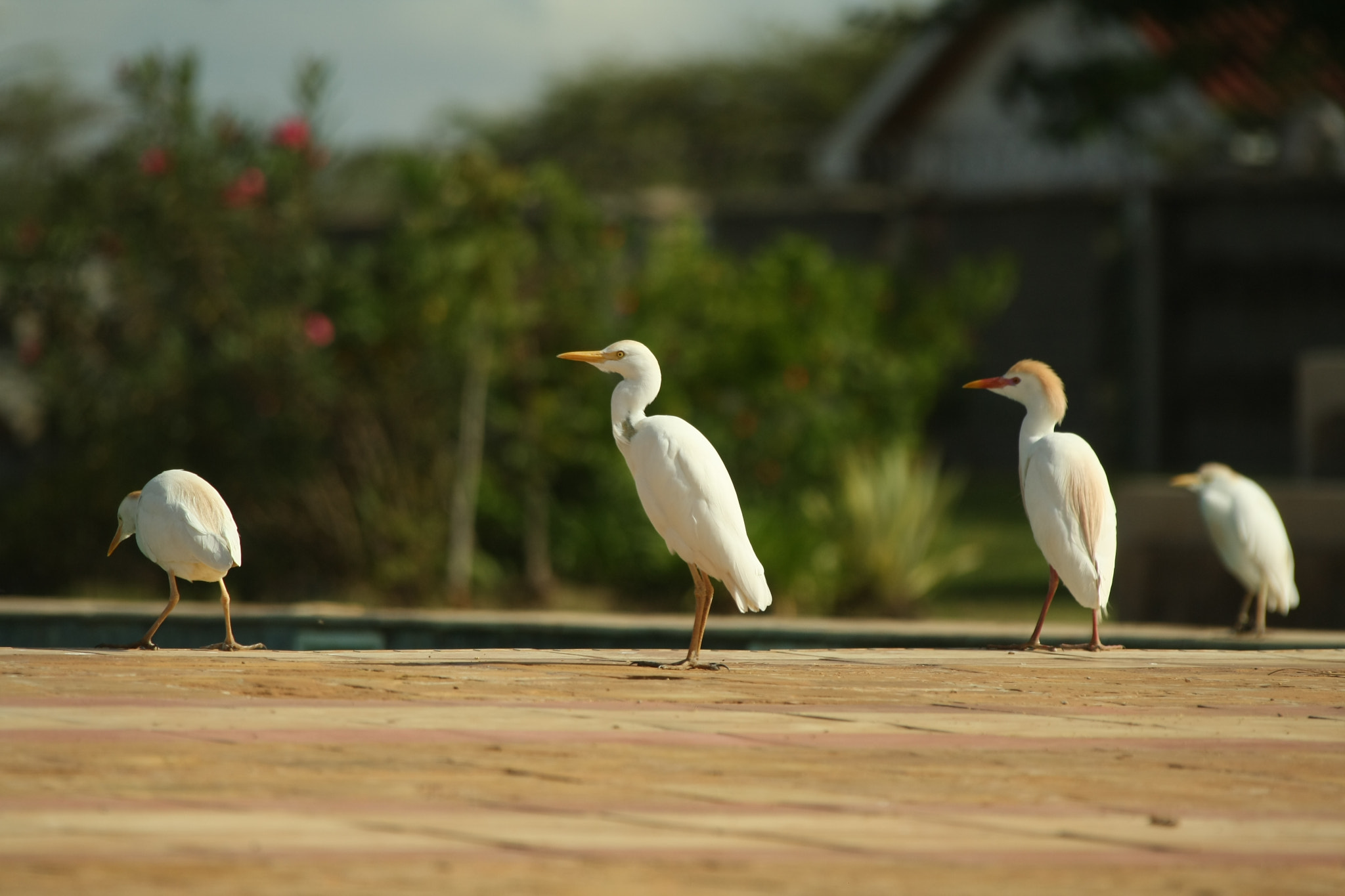 Canon EF 28-300mm F3.5-5.6L IS USM sample photo