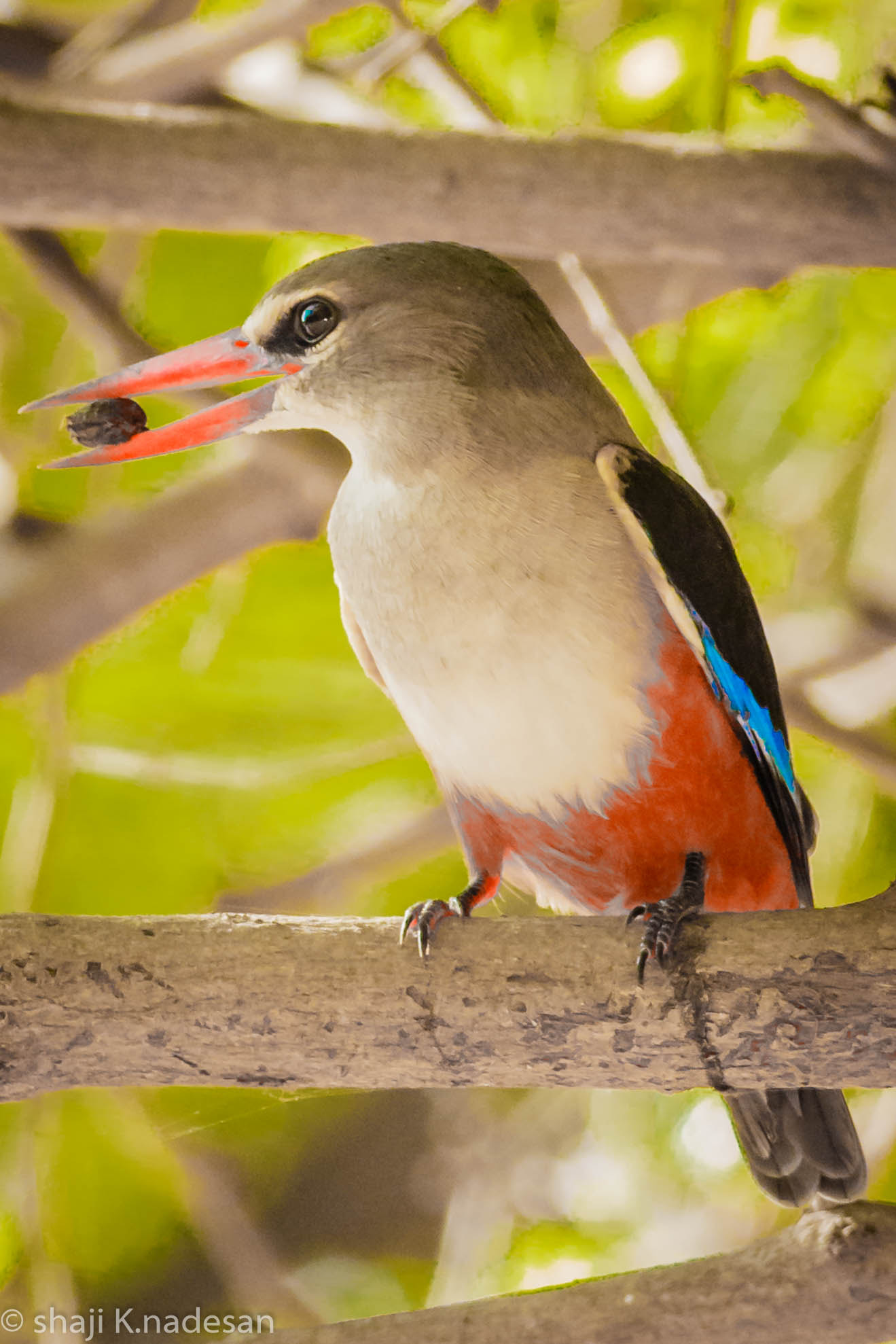 Canon EOS 700D (EOS Rebel T5i / EOS Kiss X7i) + Canon EF 300mm F4L IS USM sample photo. Grey-headed kingfisher photography