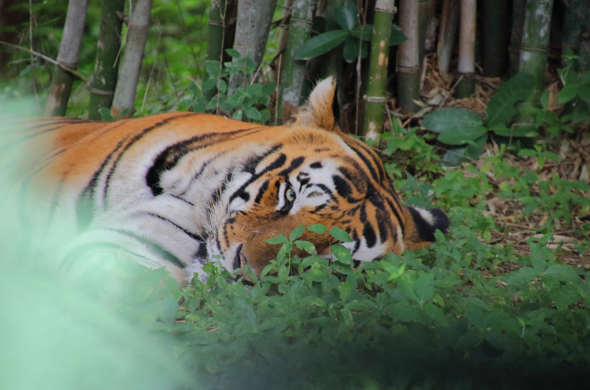 Canon EOS 760D (EOS Rebel T6s / EOS 8000D) sample photo. The alert predator photography
