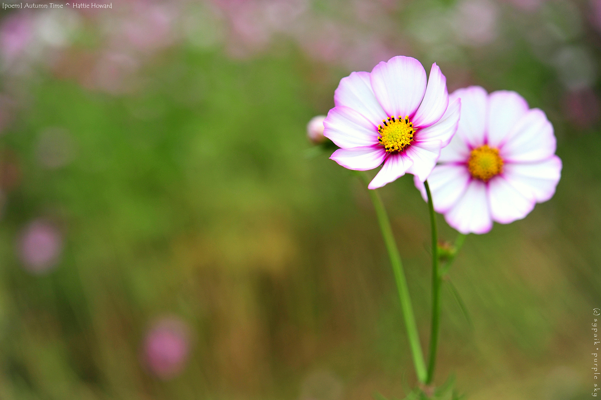 Nikon AF-S Micro-Nikkor 60mm F2.8G ED sample photo. Autumn time ii photography