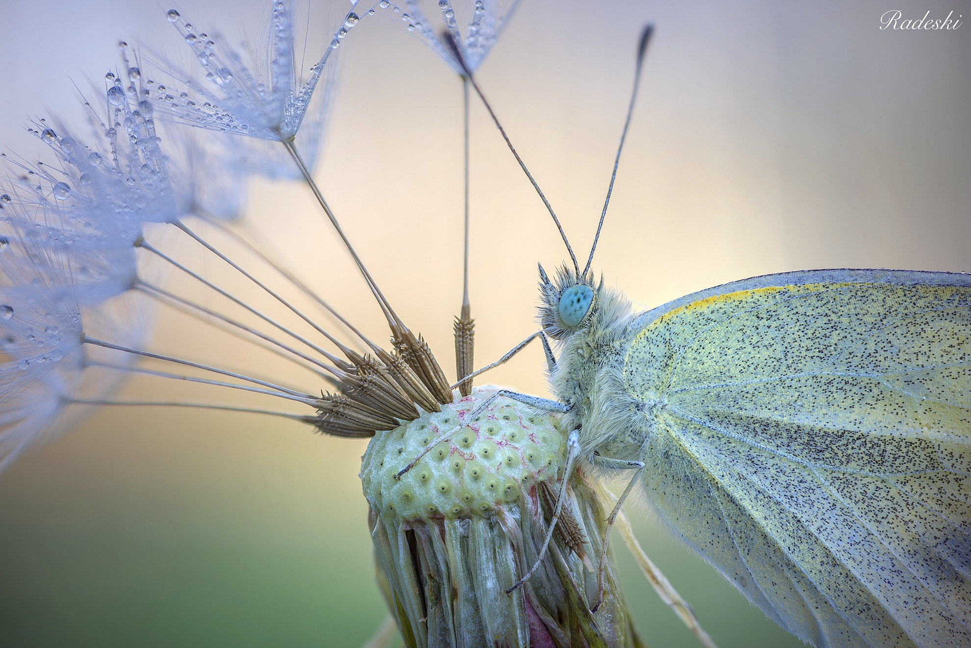 Nikon D800E + Nikon AF Micro-Nikkor 60mm F2.8D sample photo. A riposo sul soffione photography