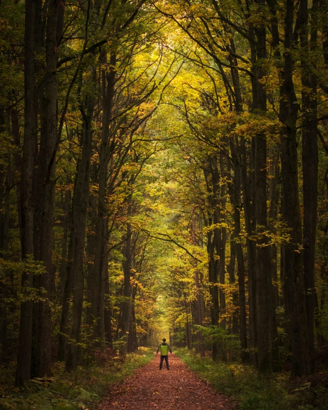 Pentax K-3 + Tamron AF 70-300mm F4-5.6 Di LD Macro sample photo. Autumn in "dąbrowa w niżankowicach" nature reserve photography