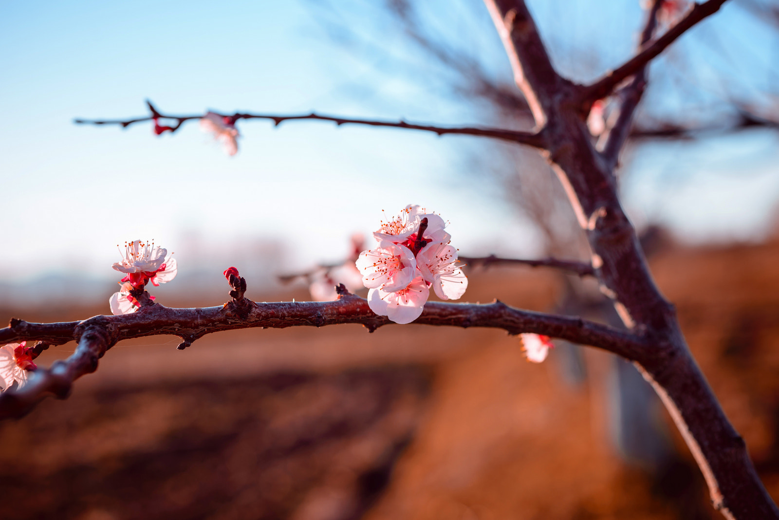 Nikon D610 sample photo. Spring photography