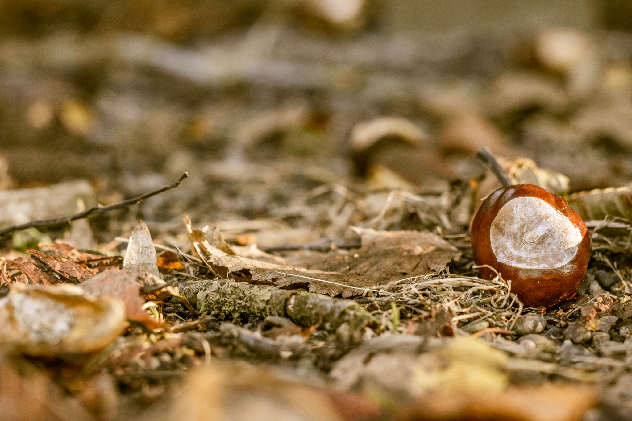 Canon EOS 750D (EOS Rebel T6i / EOS Kiss X8i) + Canon EF 50mm F1.8 II sample photo. Autumn mood photography