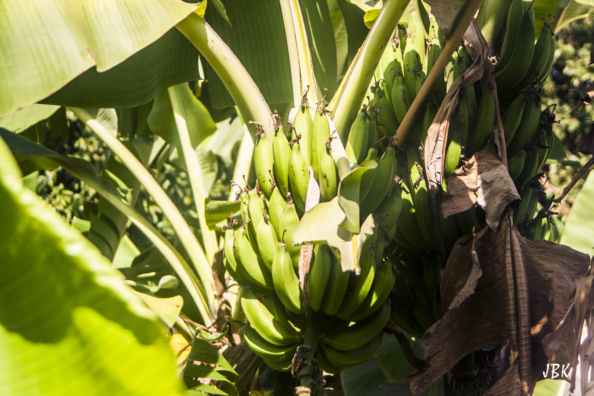 Canon EOS 400D (EOS Digital Rebel XTi / EOS Kiss Digital X) sample photo. Equatorial bananas photography