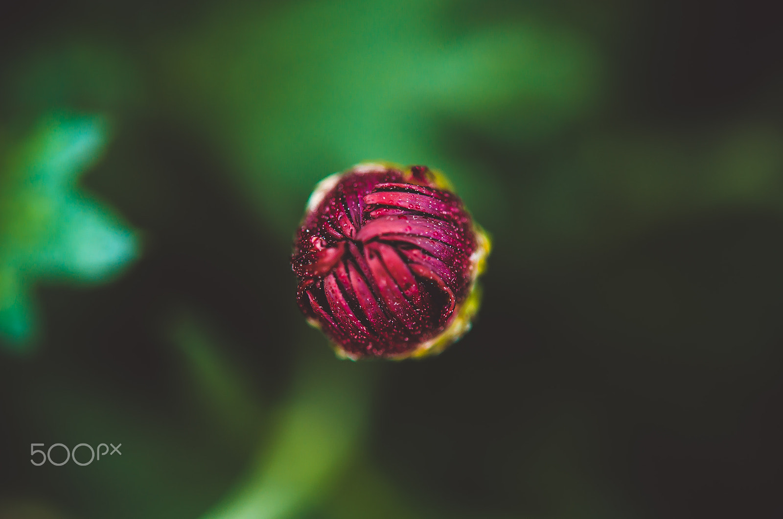 Nikon AF-S Micro-Nikkor 60mm F2.8G ED sample photo. Incipience photography