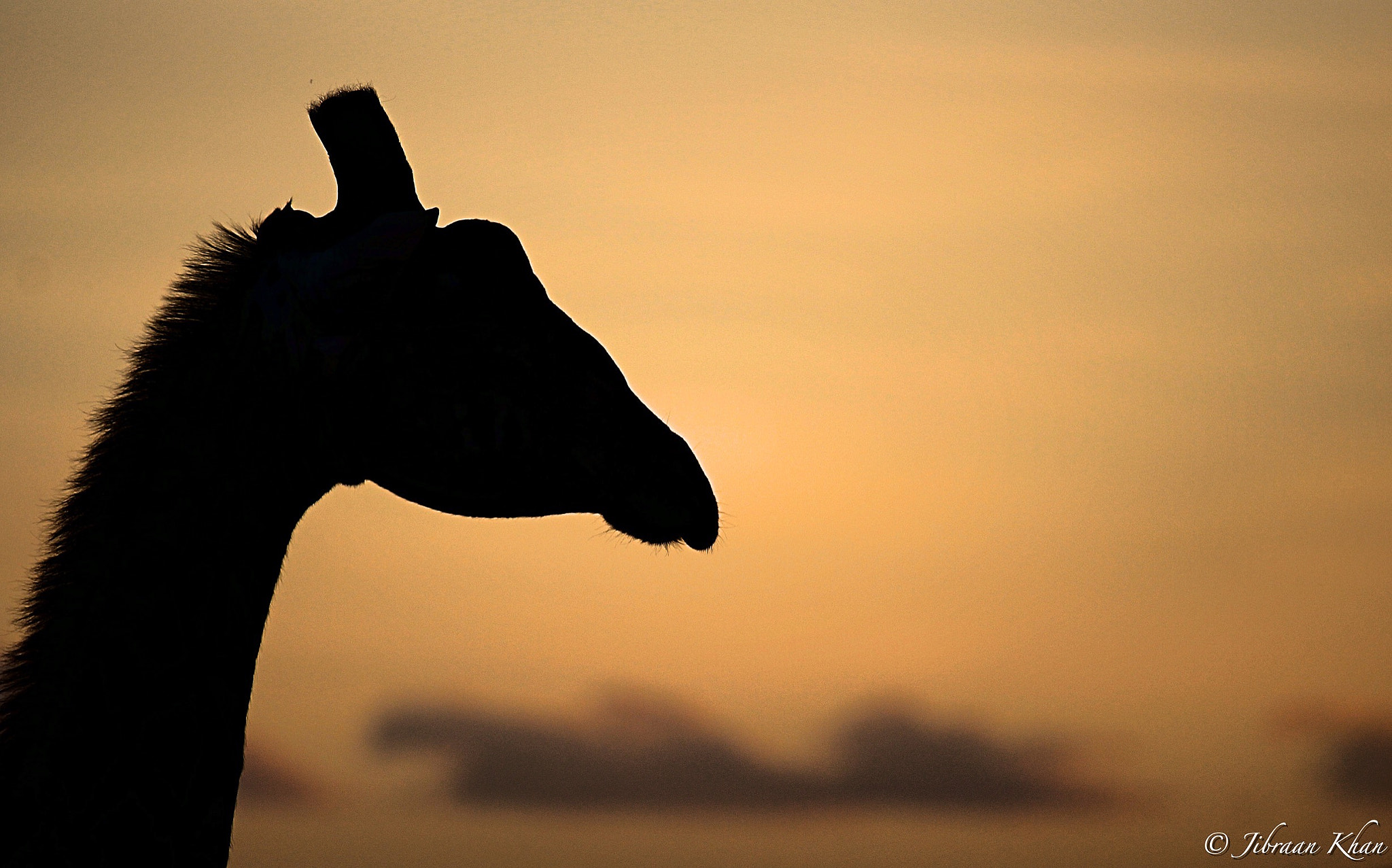 Canon EF 100-400mm F4.5-5.6L IS USM sample photo. African silhouettes. . . . . photography