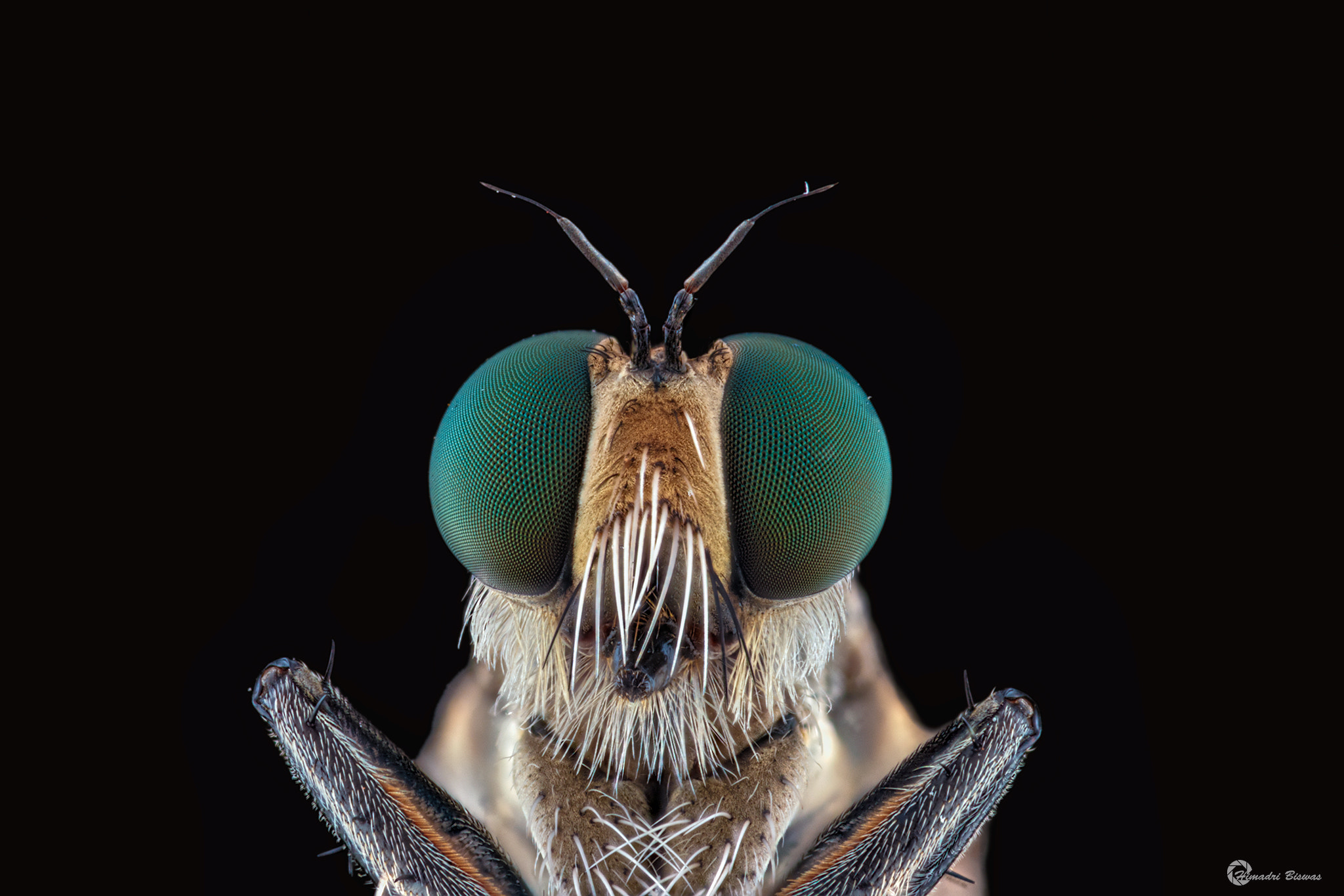 Sigma 105mm F2.8 EX DG OS HSM sample photo. Robberfly photography