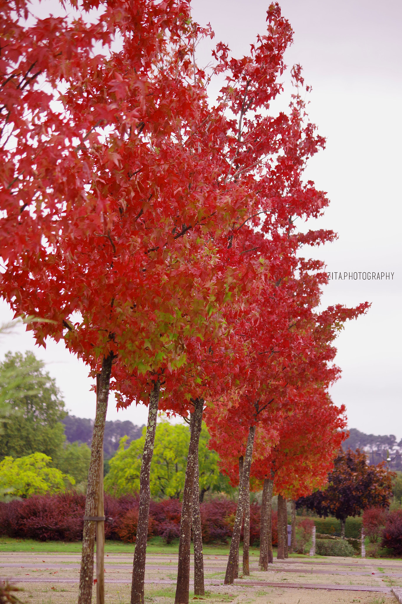 smc Pentax-DA L 50-200mm F4-5.6 ED WR sample photo. Red trees photography