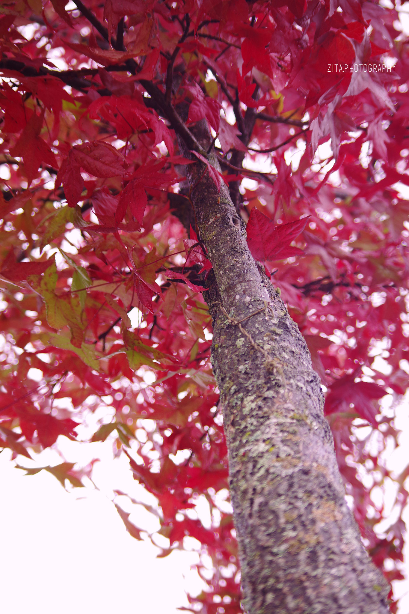 smc Pentax-DA L 50-200mm F4-5.6 ED WR sample photo. Love it photography