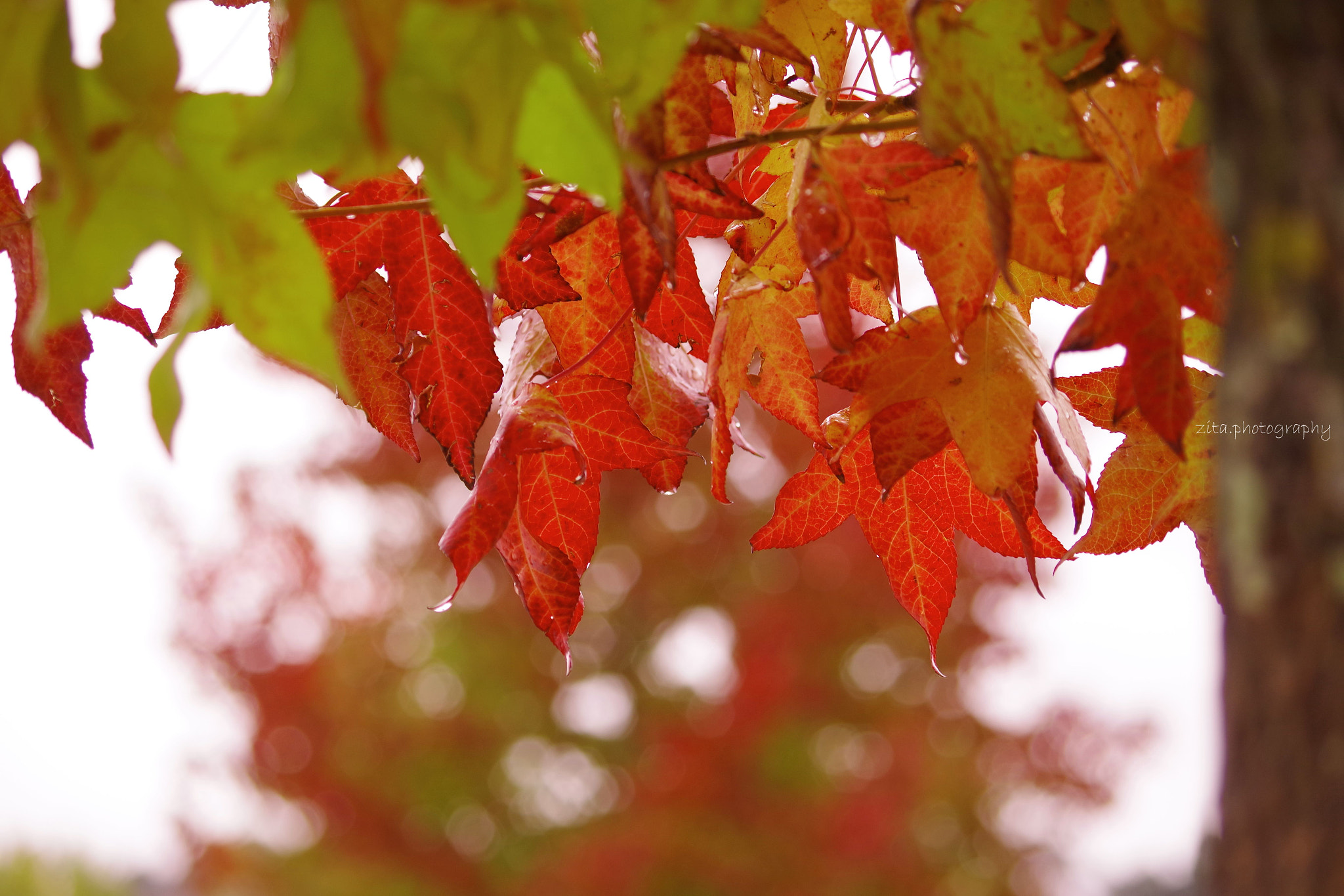 Pentax K-S2 + smc Pentax-DA L 50-200mm F4-5.6 ED WR sample photo. Leaves photography