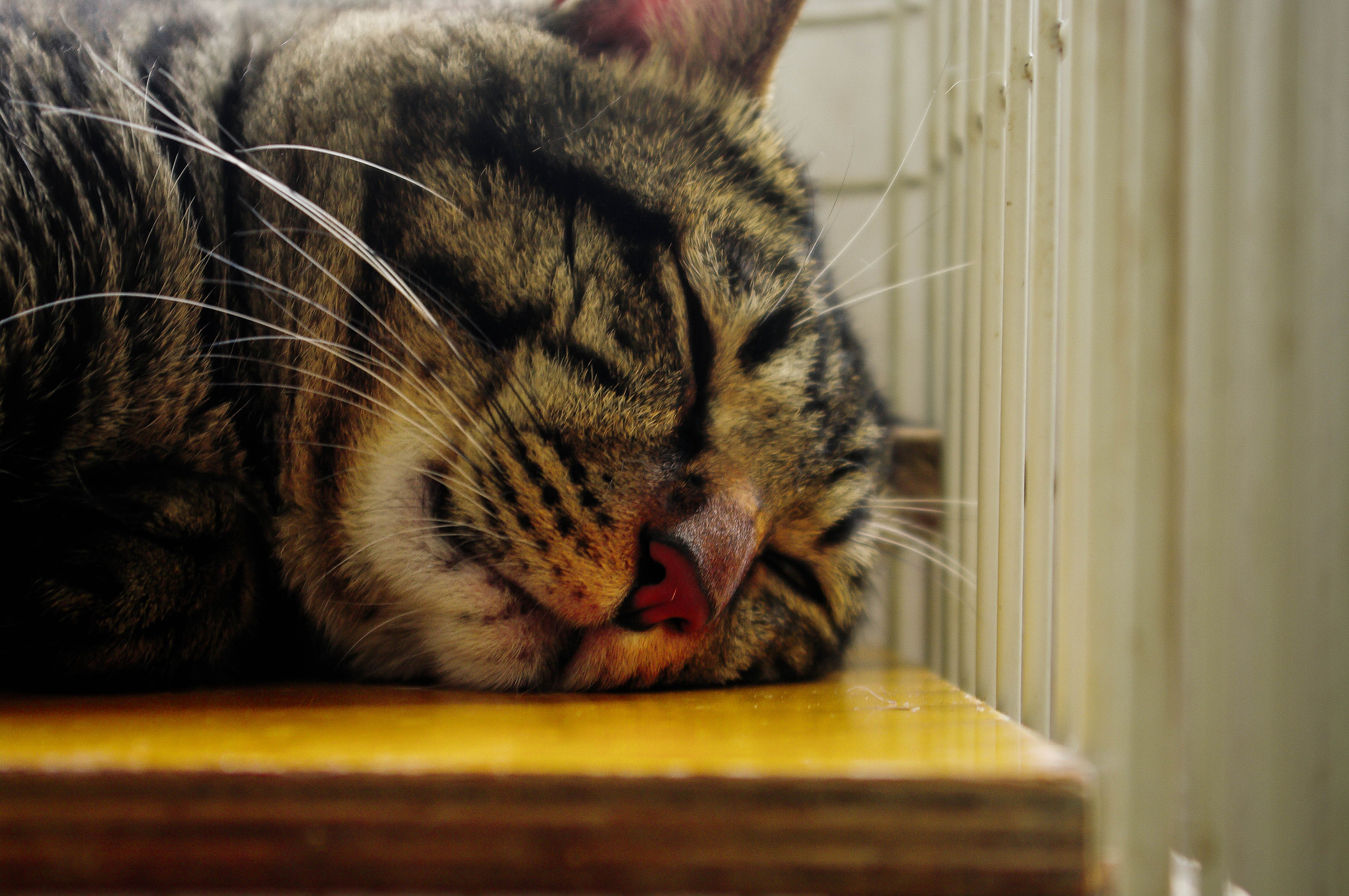 Pentax K20D sample photo. 猫 photography