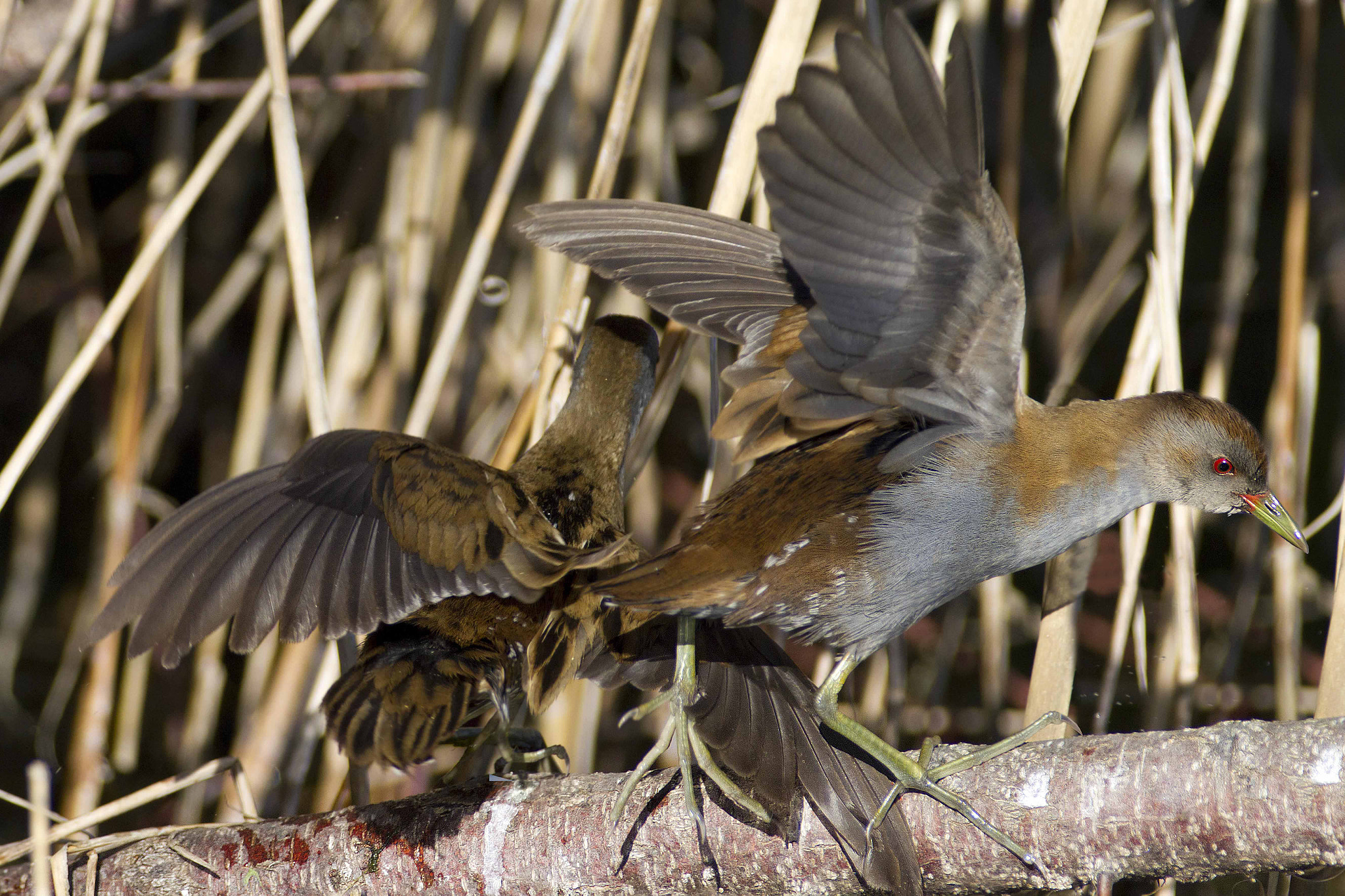 Canon EOS 7D + Canon EF 300mm f/2.8L + 2x sample photo. Hops.... photography