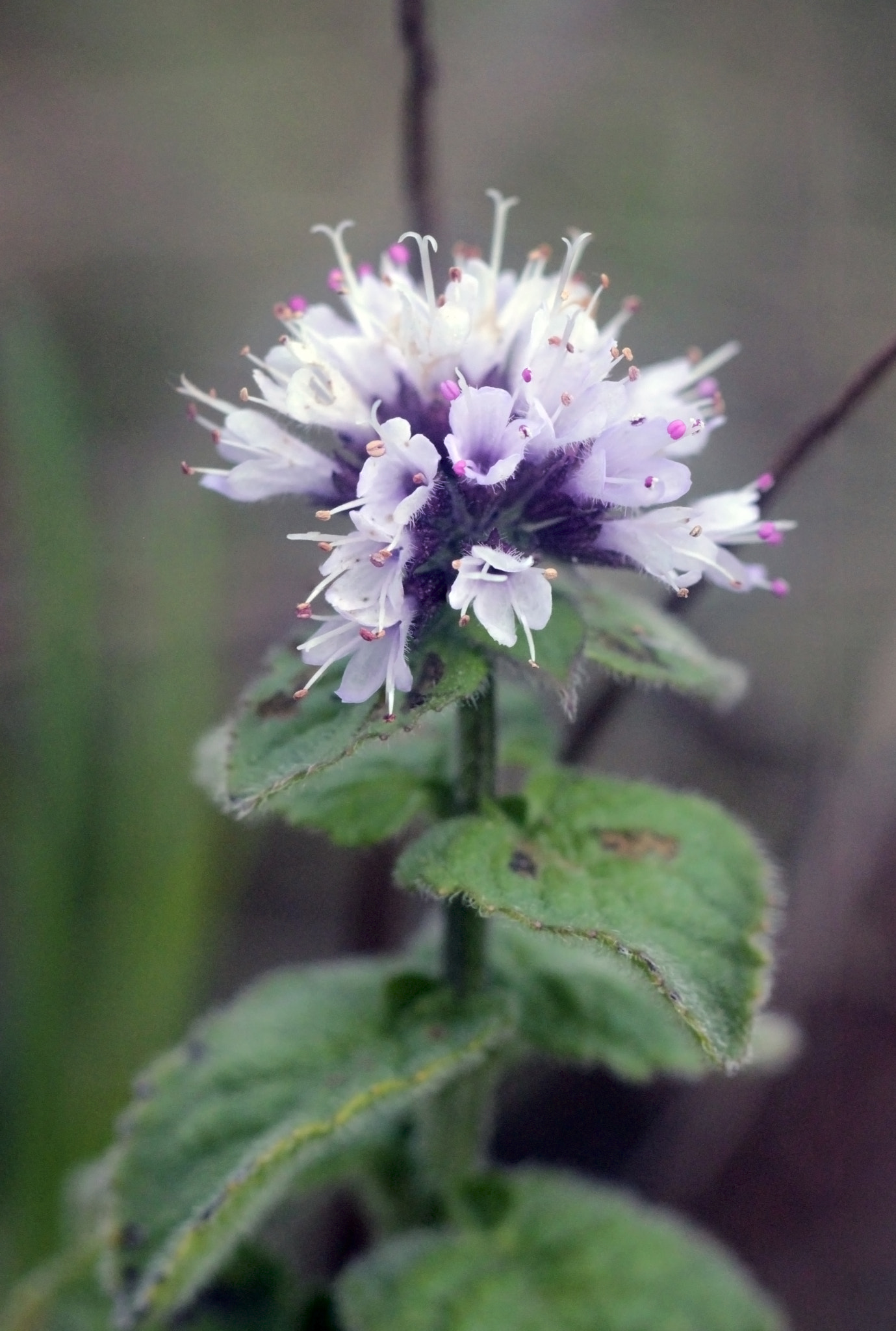 Canon EF 100mm F2.8 Macro USM sample photo. Menta photography