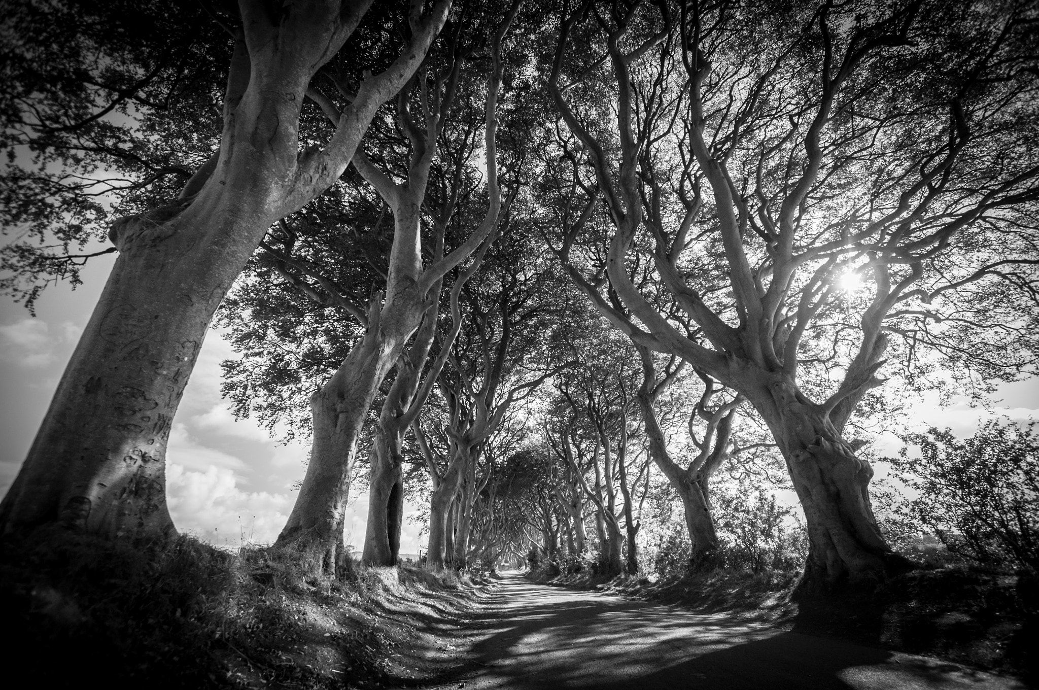 Nikon D90 + Sigma 10-20mm F3.5 EX DC HSM sample photo. Dark hedges photography