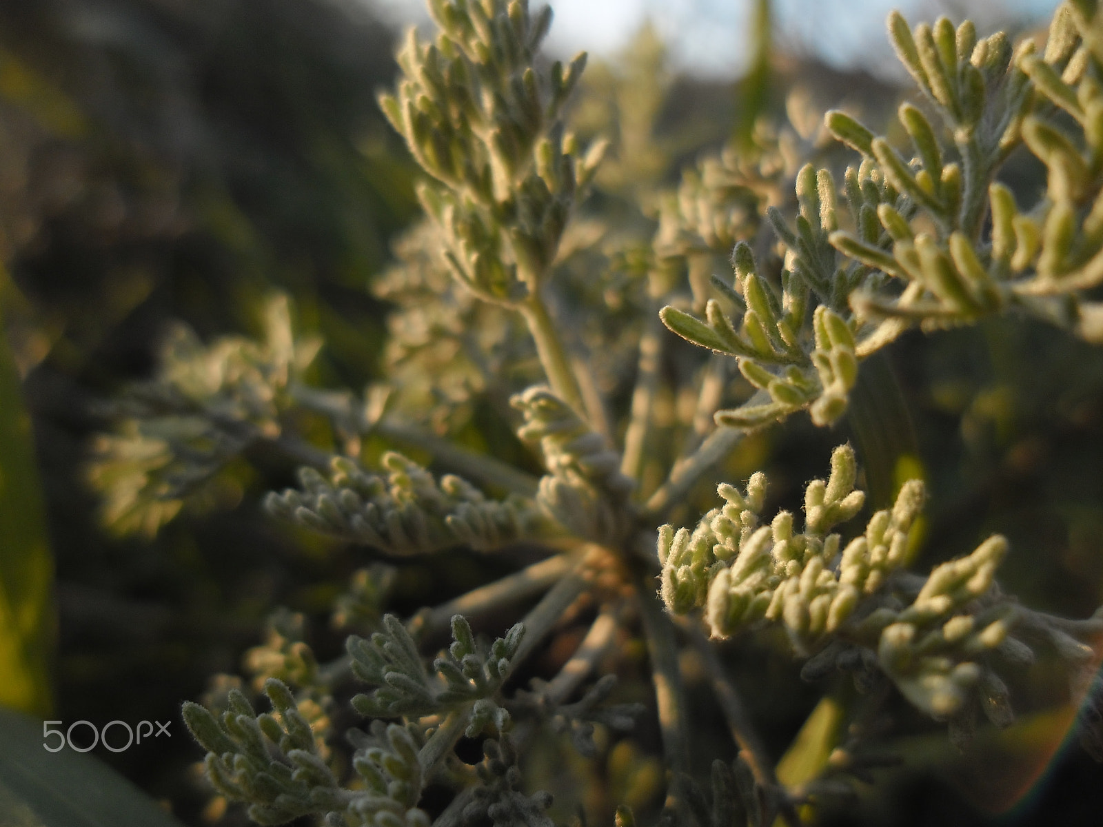 Samsung ES90/ ES91 sample photo. "grass"... photography