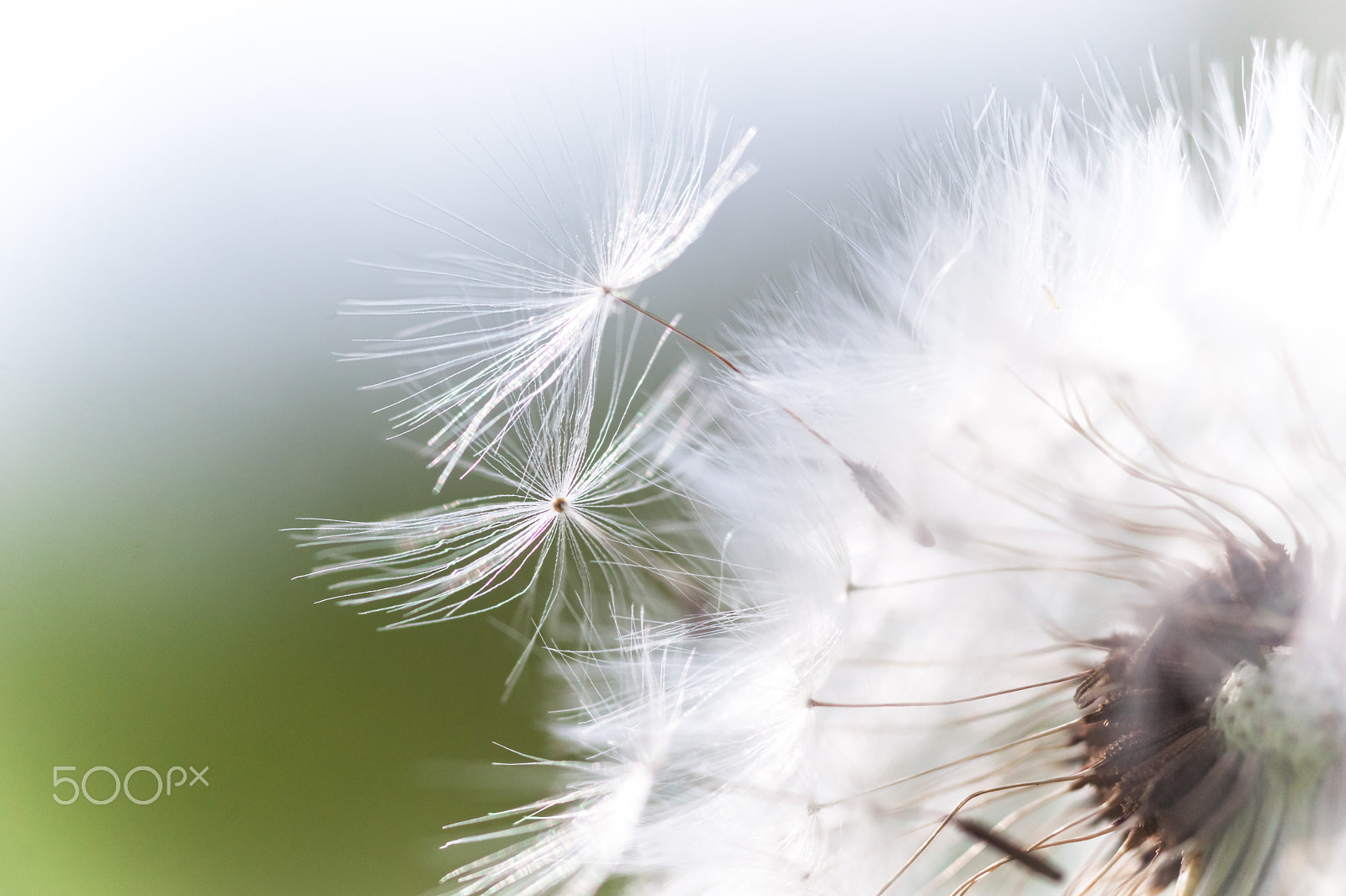 Sony Alpha DSLR-A900 + Sigma 30mm F1.4 EX DC HSM sample photo. Beautiful white fluffy dandelion closeup  seeds, photography