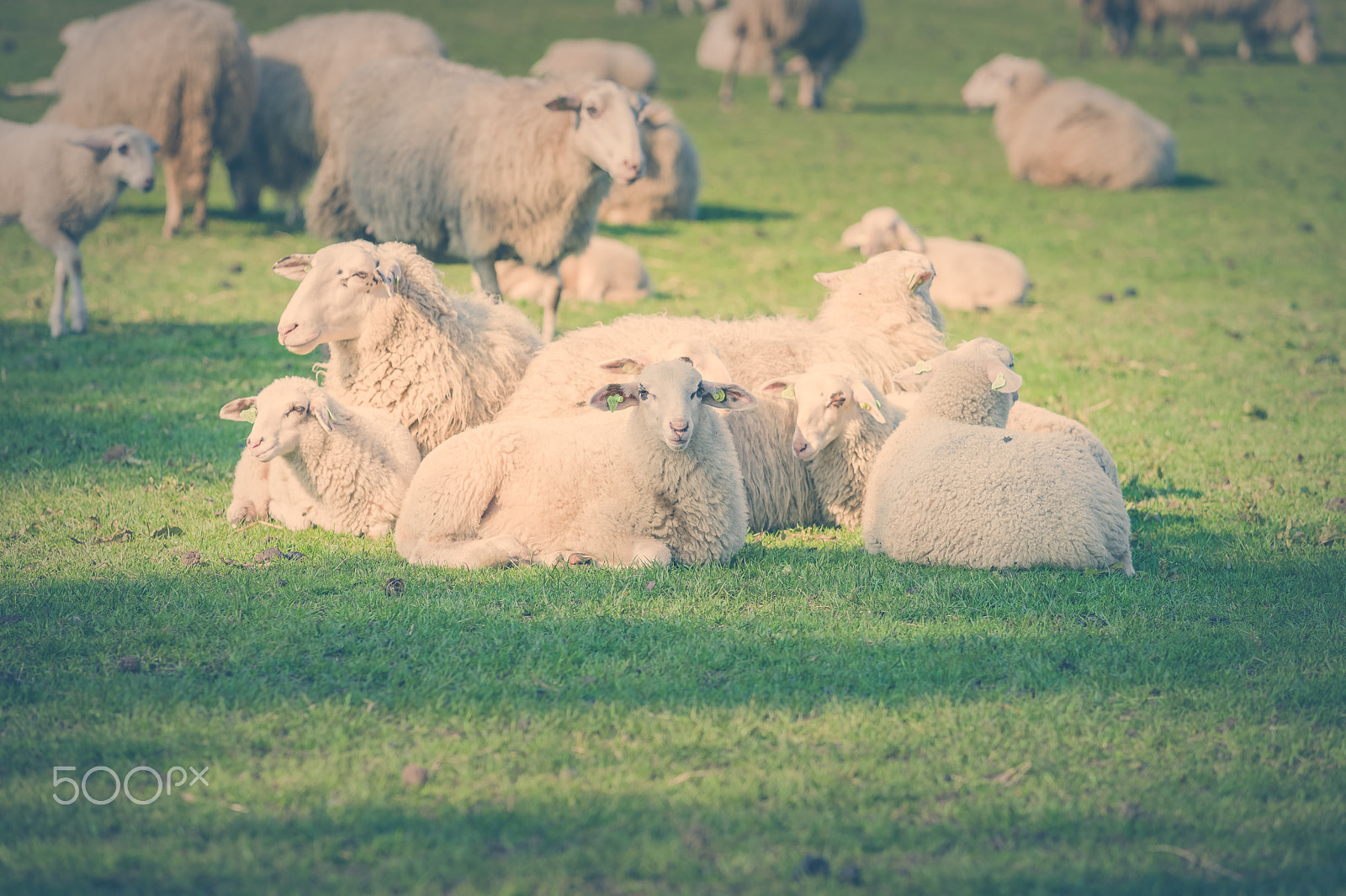 Sony Alpha DSLR-A900 sample photo. Sheep with young lambs in meadow photography