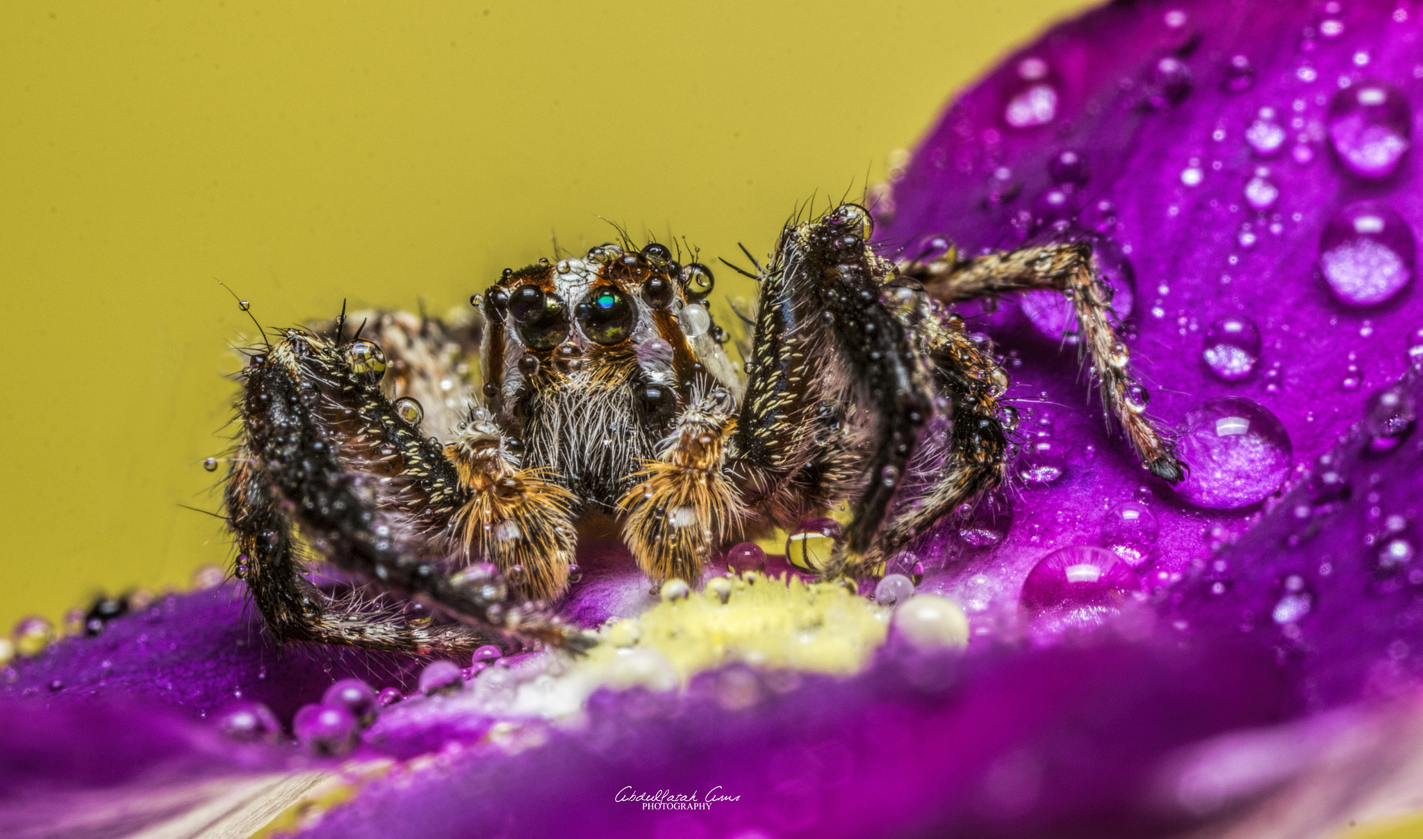 Canon MP-E 65mm F2.5 1-5x Macro Photo sample photo. Spider photography