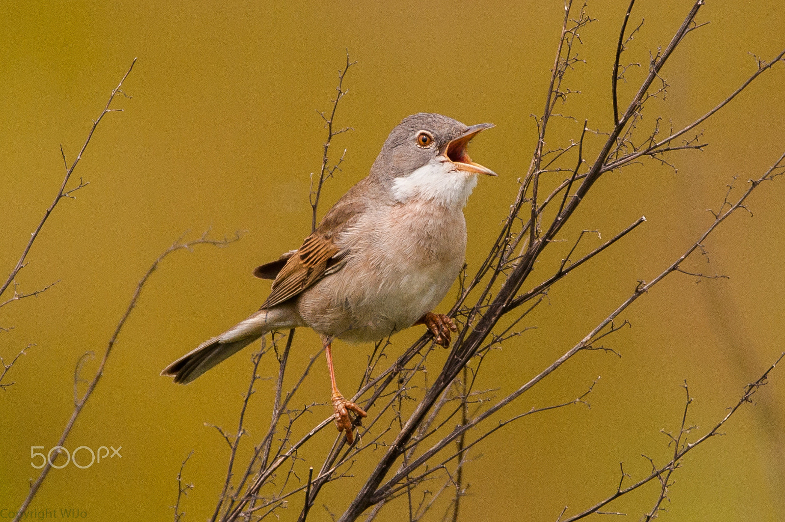 Sigma 150-600mm F5-6.3 DG OS HSM | C sample photo. Whitethroat / grasmus photography