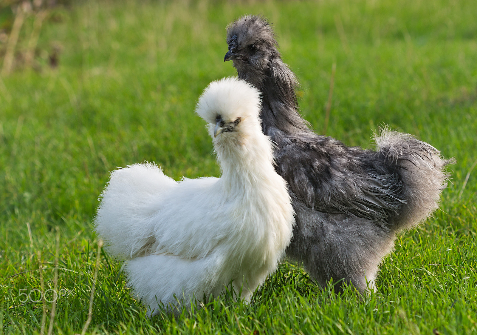 Canon EOS 650D (EOS Rebel T4i / EOS Kiss X6i) + Canon EF 100mm F2.8 Macro USM sample photo. Pair of silkie chicken on a blurred green background photography