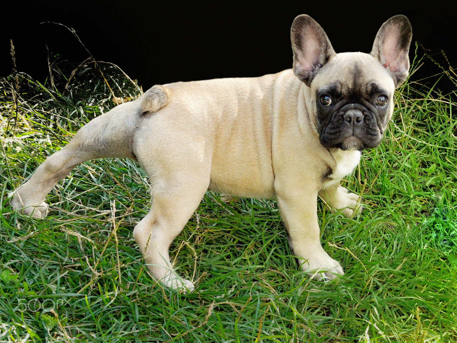 Nikon D5000 sample photo. My french buldog ami photography