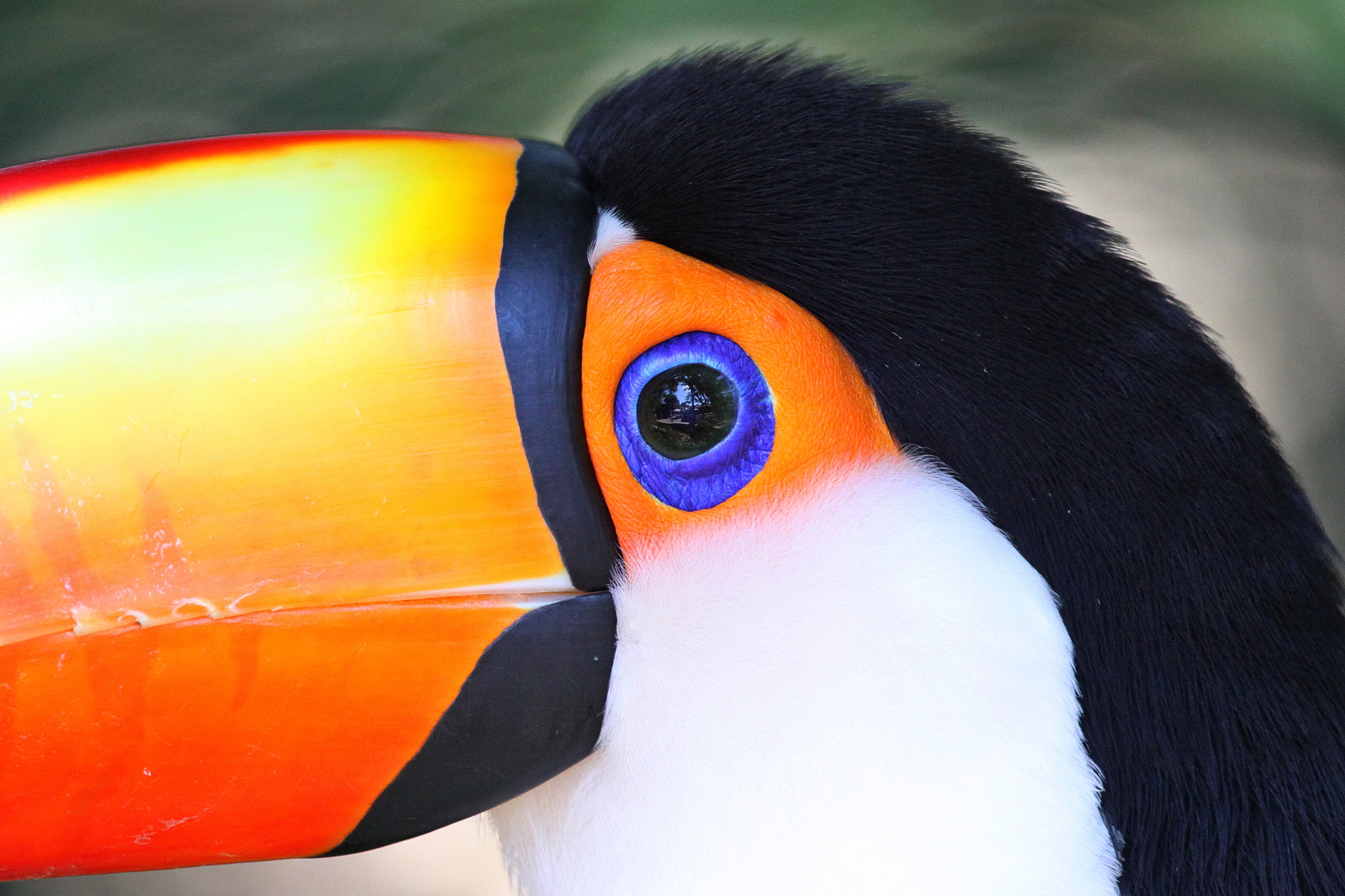 Canon EF 100-400mm F4.5-5.6L IS USM sample photo. Look into my eyes and tell me what you see photography