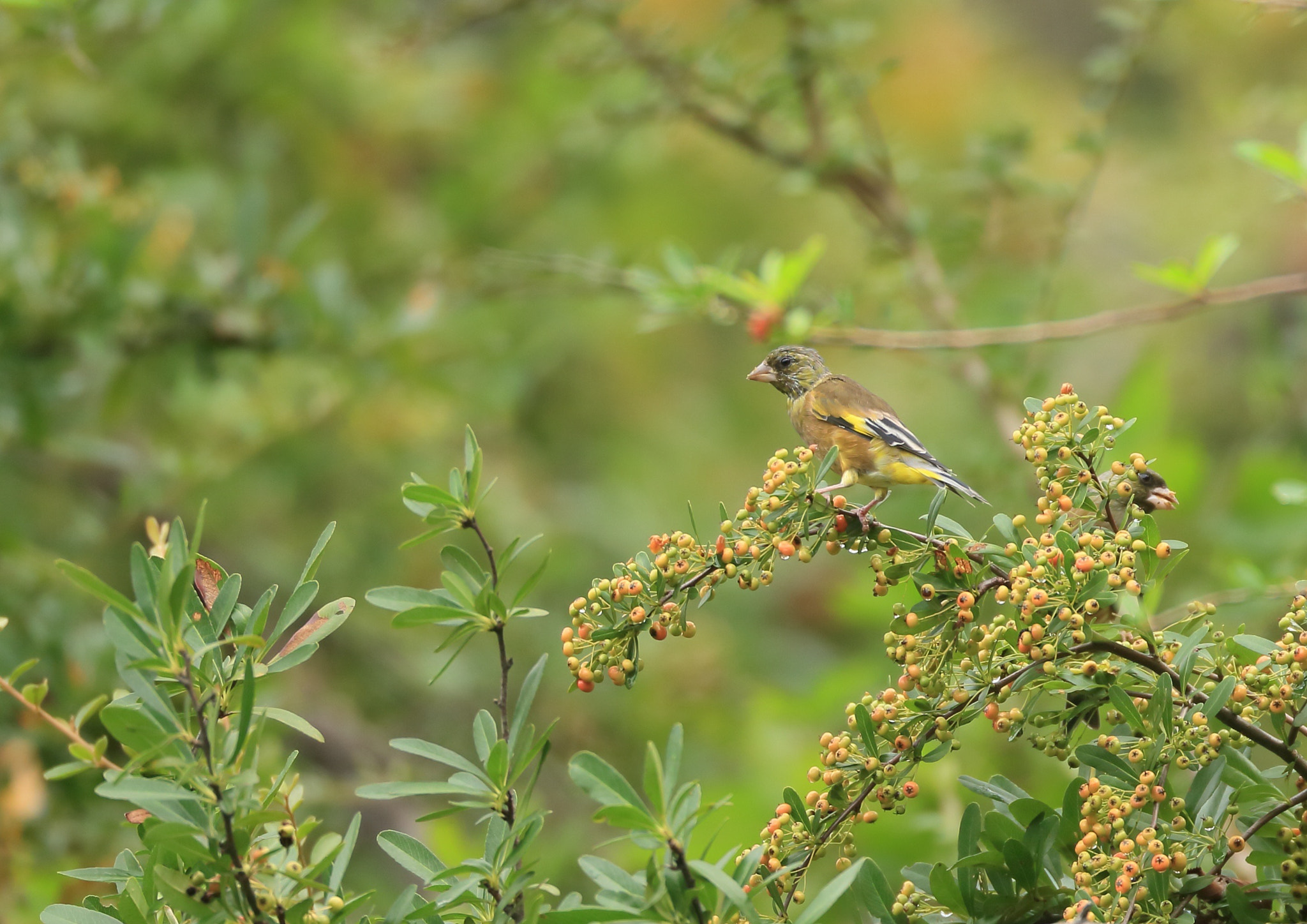 Canon EF 800mm F5.6L IS USM sample photo. カワラヒワ 沢山の− photography