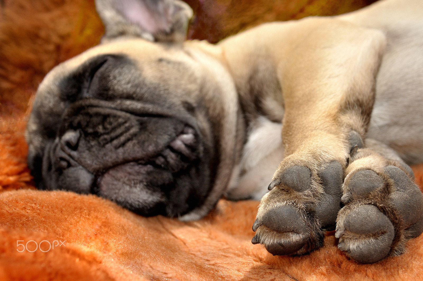 Nikon D5000 sample photo. Sleeping hapiness photography