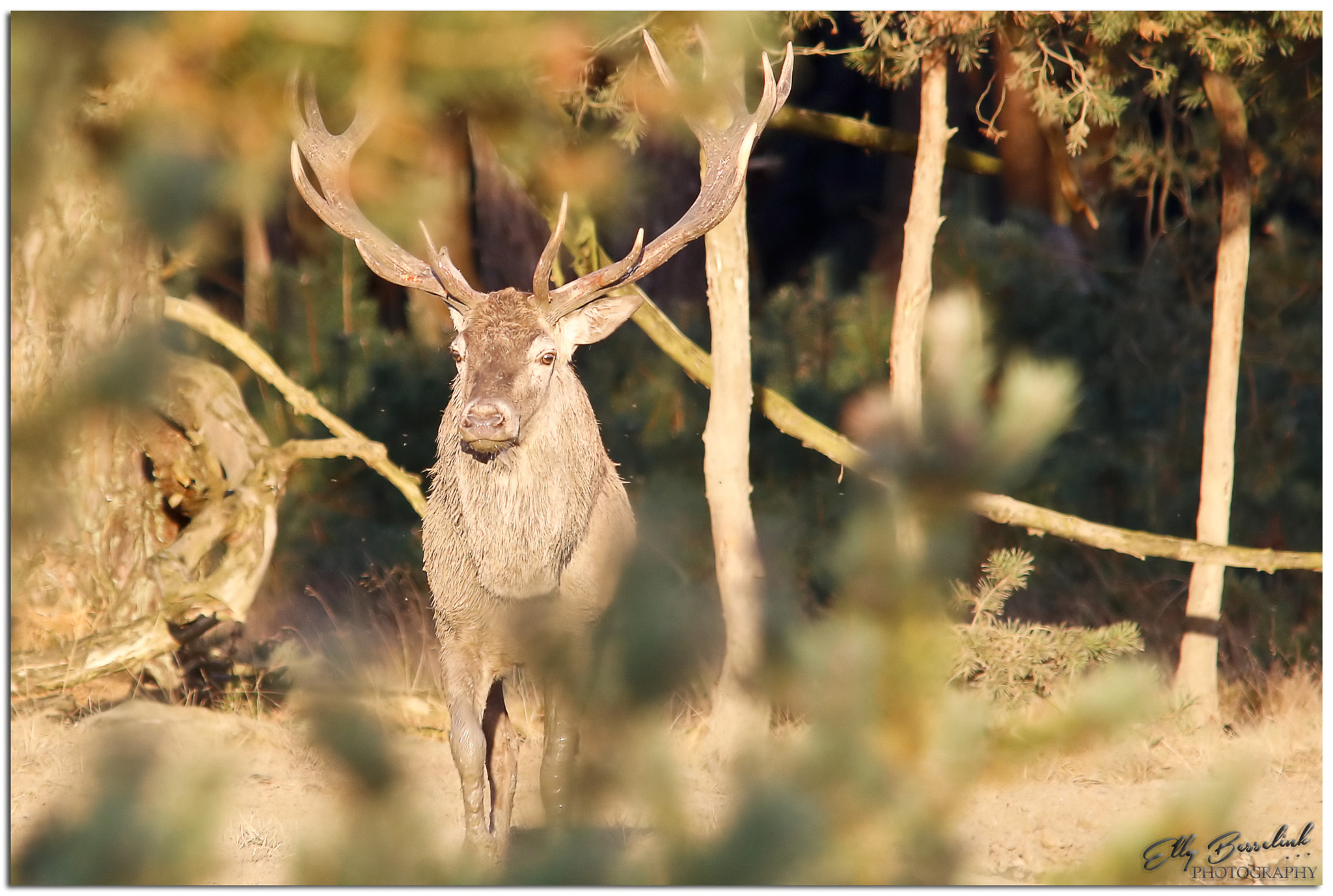 Sigma 150-500mm F5-6.3 DG OS HSM sample photo. Through the leaves photography