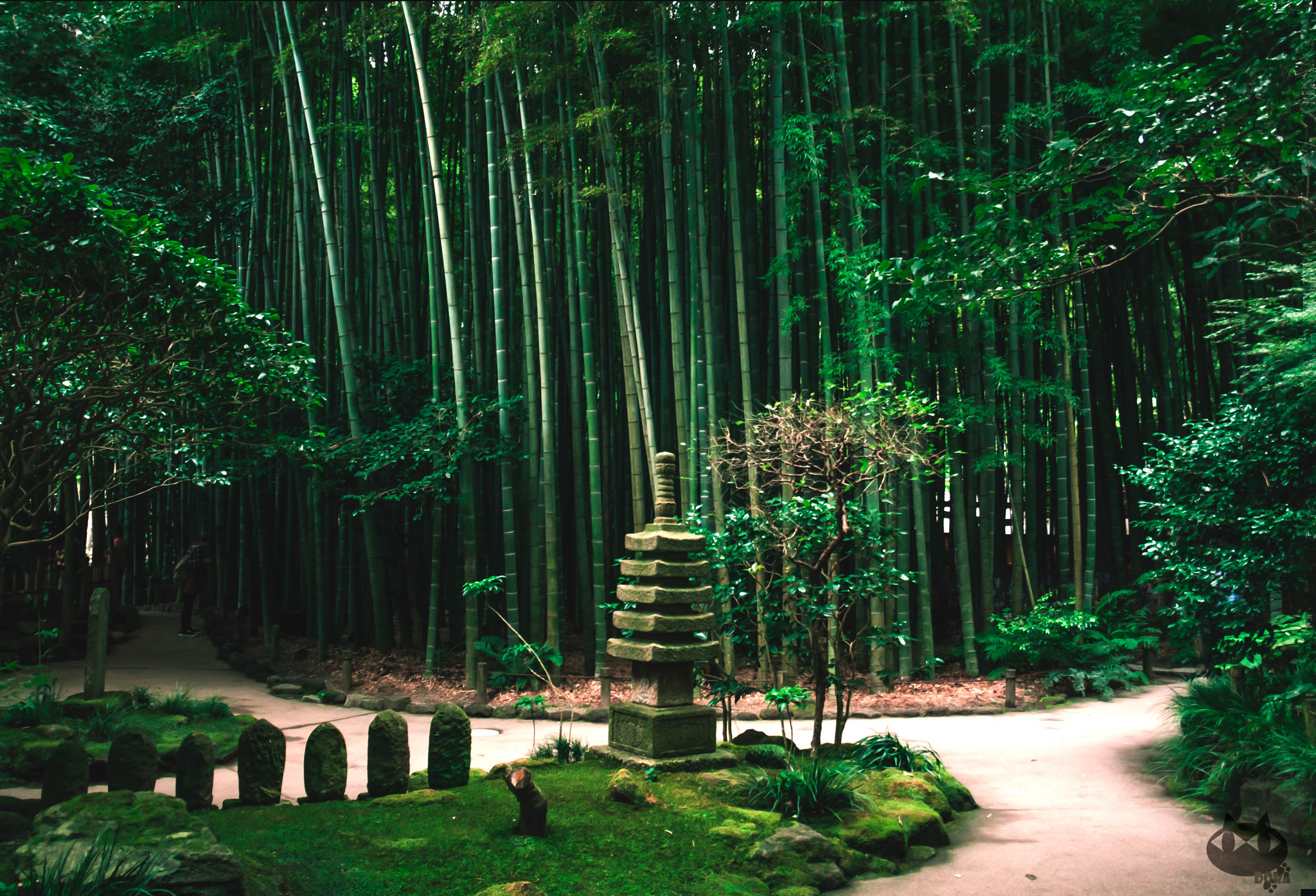 Canon EOS 40D + Canon EF-S 18-135mm F3.5-5.6 IS sample photo. Bamboo forest photography