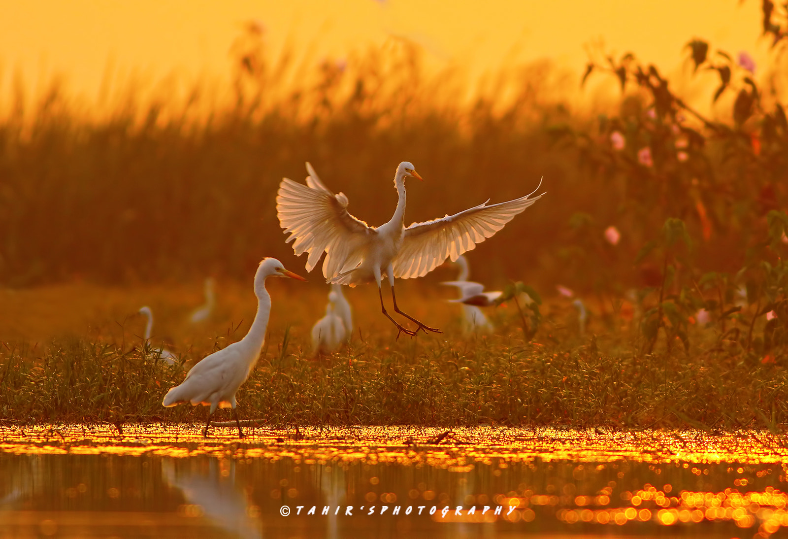 Canon EF 400mm F5.6L USM sample photo. Sunrise this morning photography