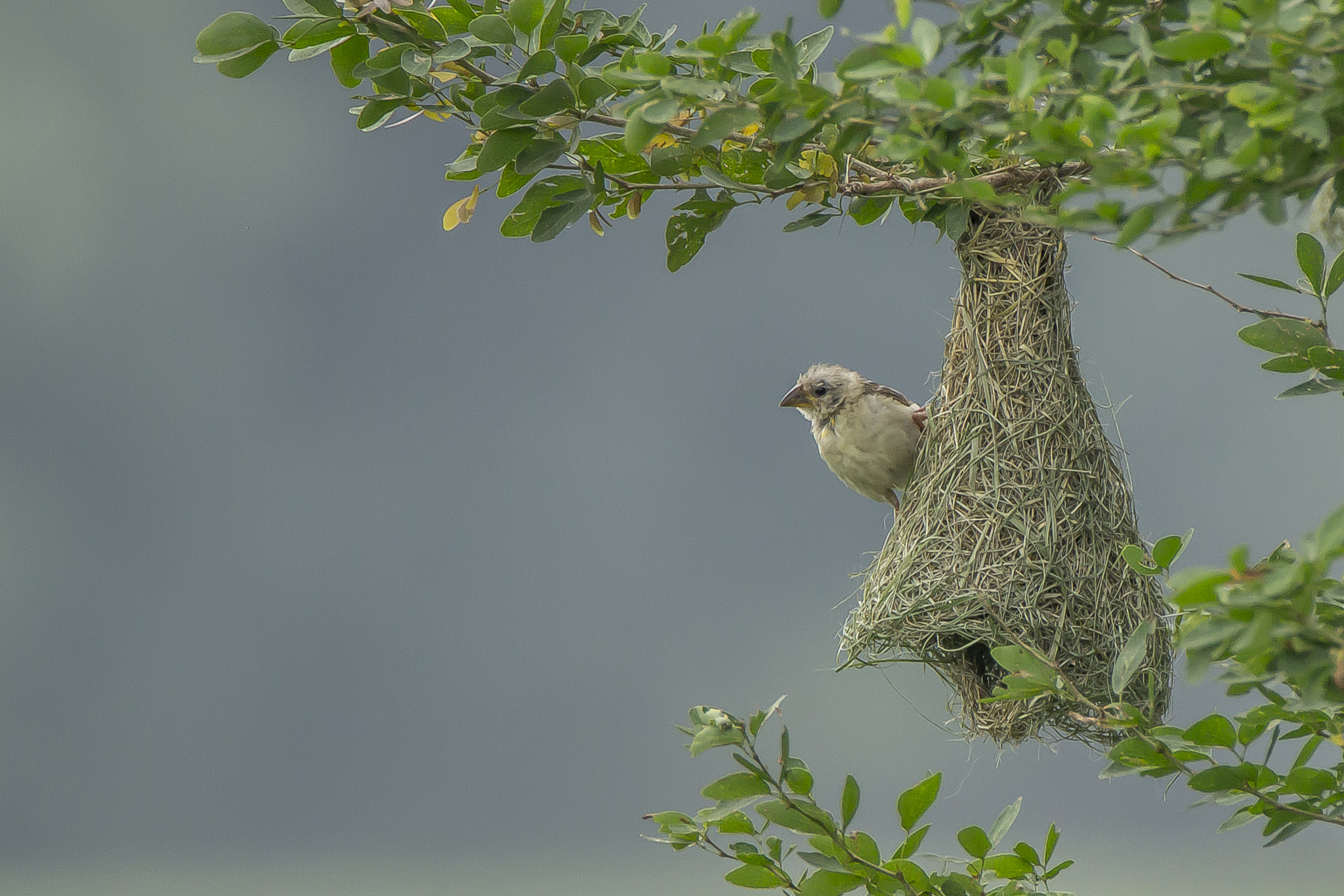 Tamron SP 150-600mm F5-6.3 Di VC USD sample photo. Baya weaver @ work • vadhwana • oct 2016 photography