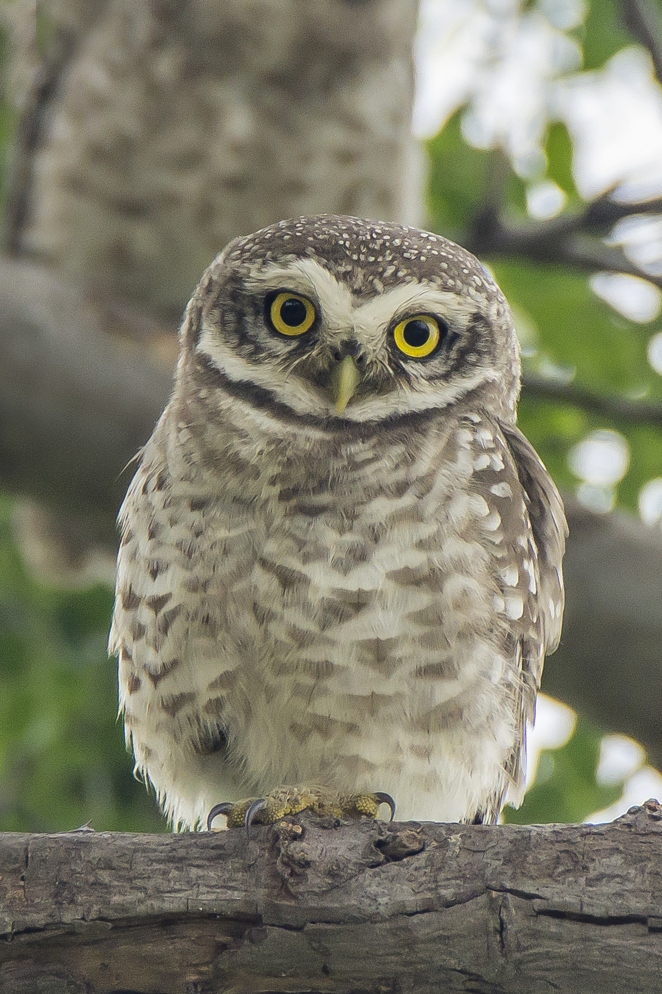 Tamron SP 150-600mm F5-6.3 Di VC USD sample photo. Spotted owl • vadhwana • oct 2016 photography
