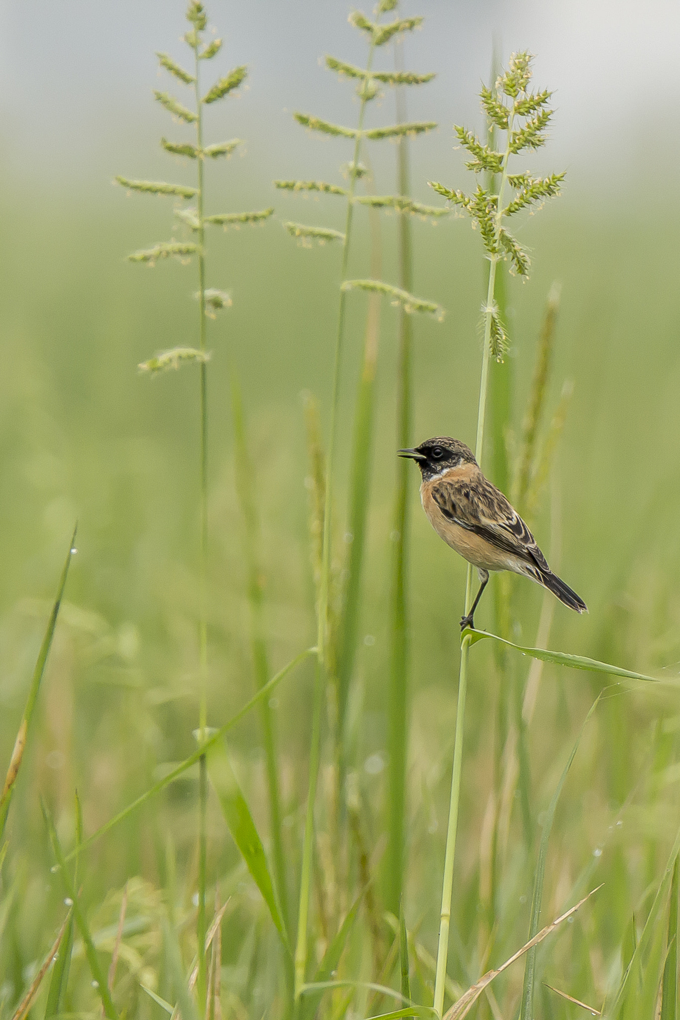 Tamron SP 150-600mm F5-6.3 Di VC USD sample photo. Oct. 2016 photography