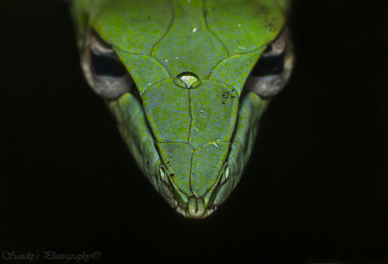 Canon EOS 600D (Rebel EOS T3i / EOS Kiss X5) + Tamron SP AF 90mm F2.8 Di Macro sample photo. Up close..... photography