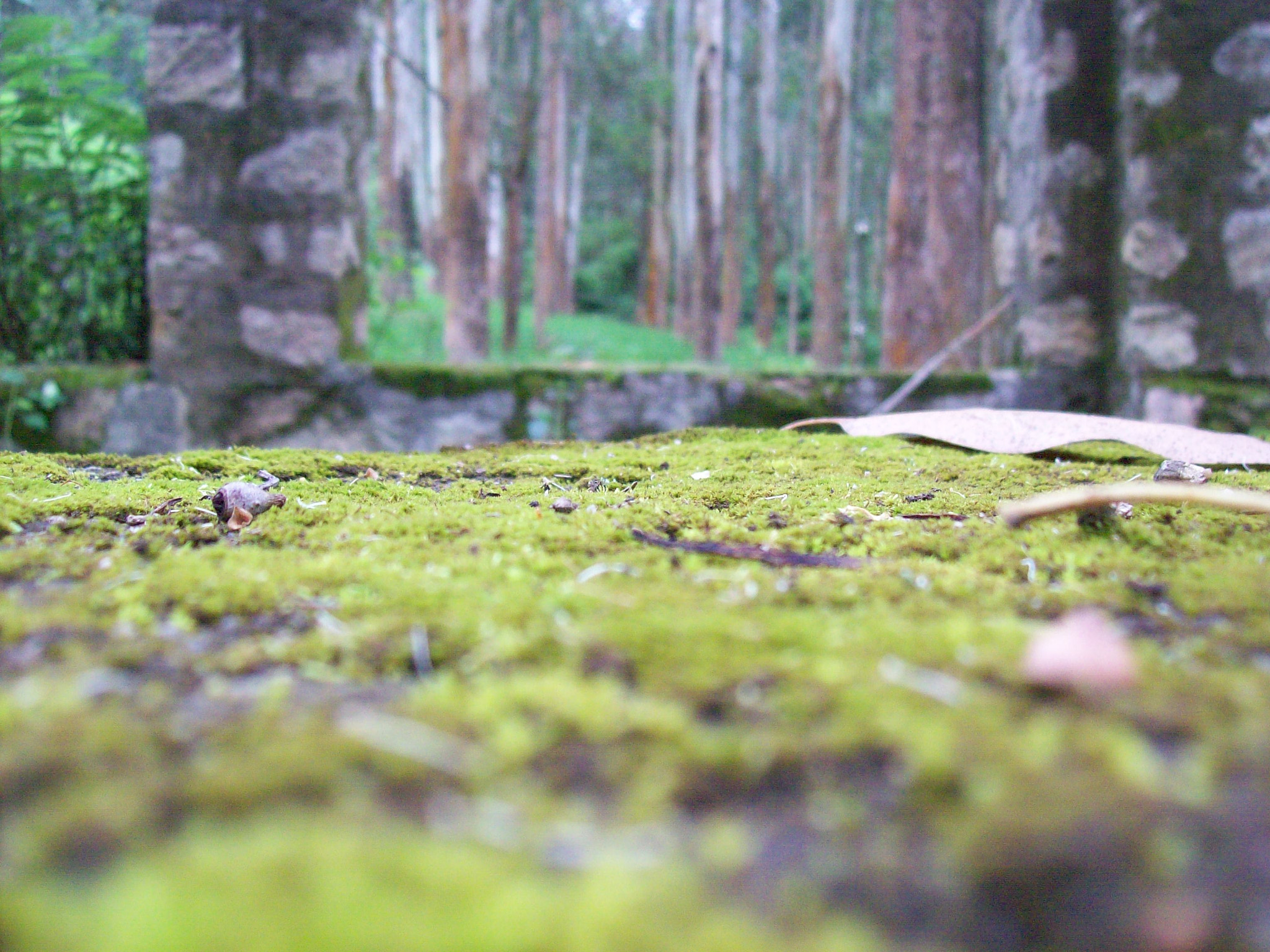 Kodak EASYSHARE C713 ZOOM DIGITAL CAMERA sample photo. Mossy photography