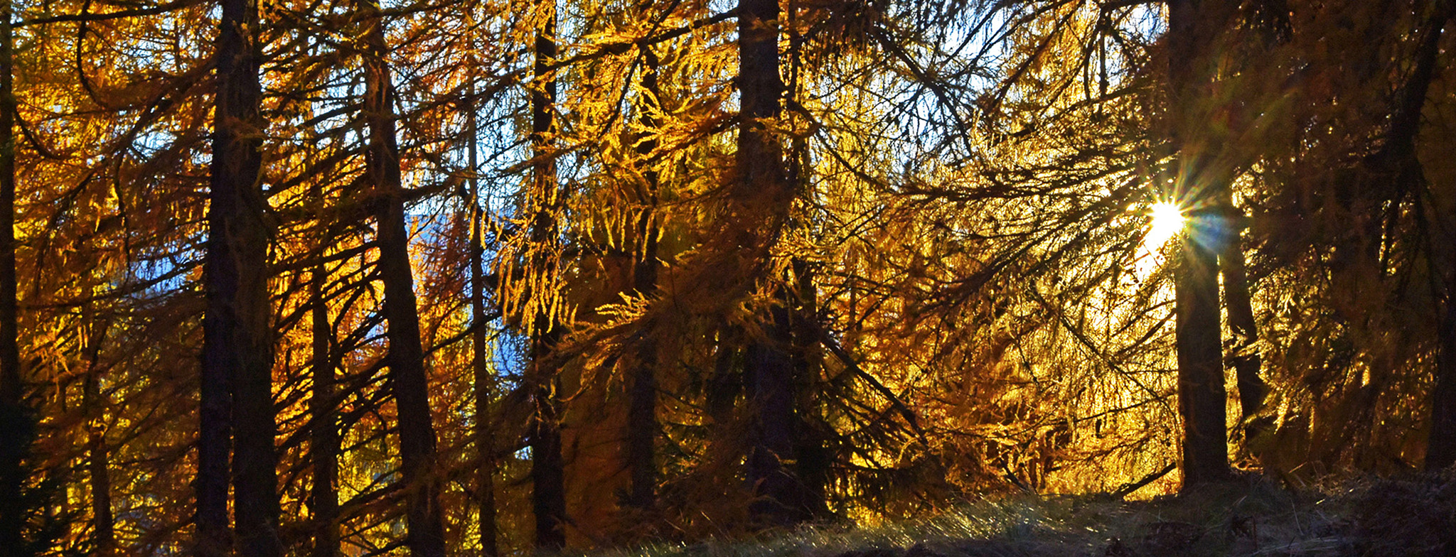 Nikon 1 V3 sample photo. Autumn - the gold of the larches photography