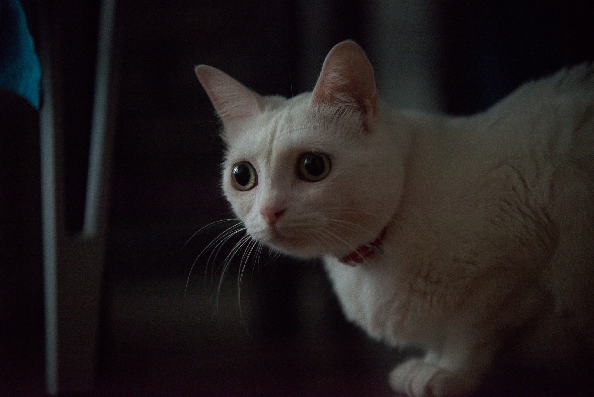 AF-S Zoom-Nikkor 80-200mm f/2.8D IF-ED sample photo. Curious cat photography