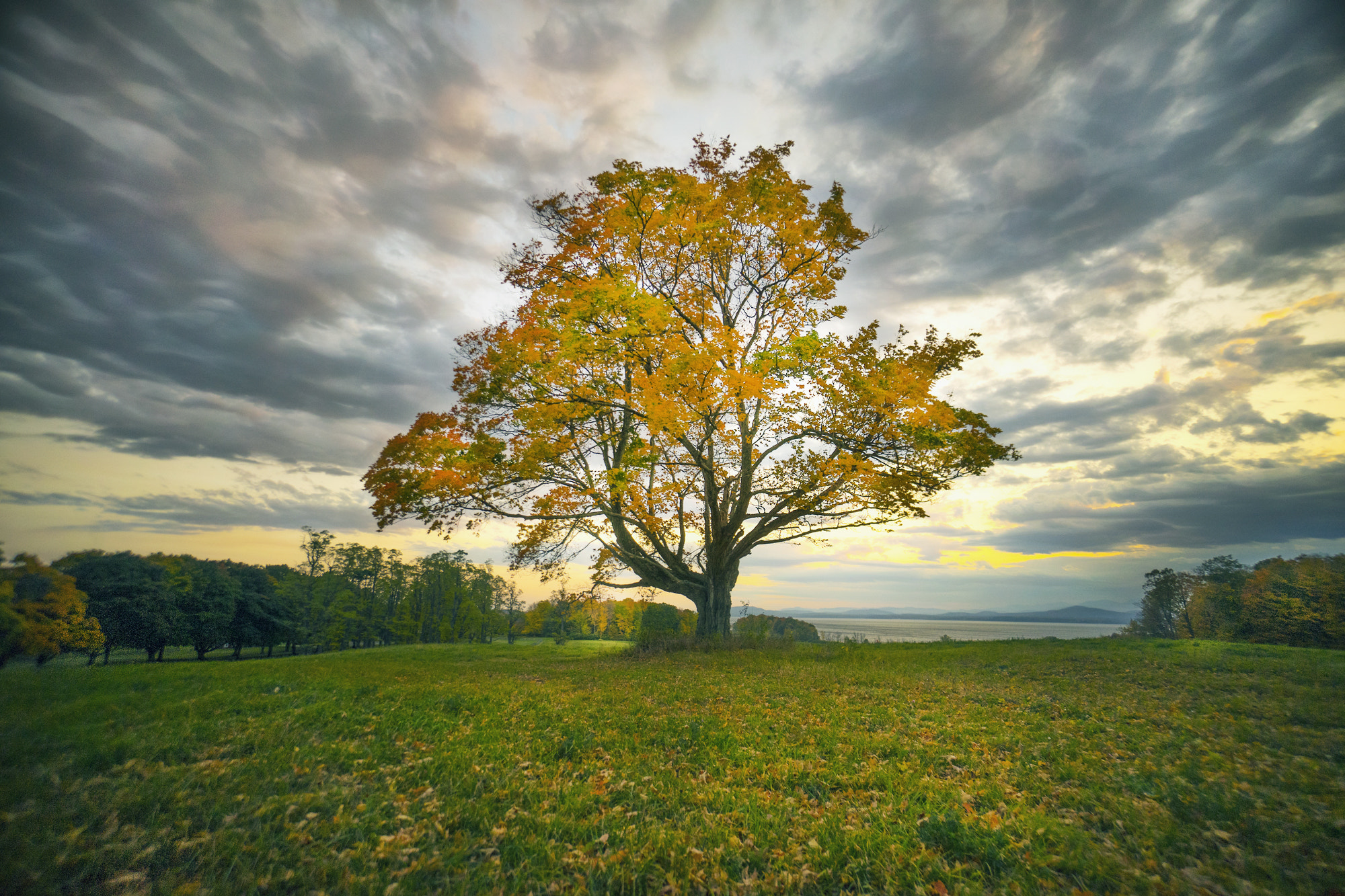 Sony a7 + Sony E 10-18mm F4 OSS sample photo. Tree at sunset photography