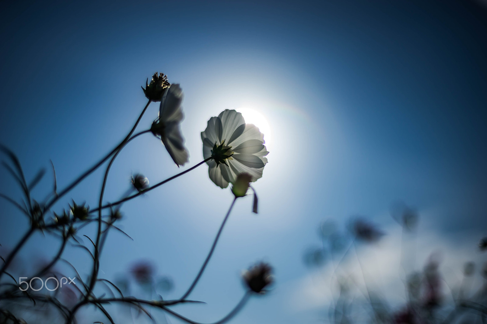 Sony a7 II + ZEISS Planar T* 50mm F1.4 sample photo. Cosmos sun photography