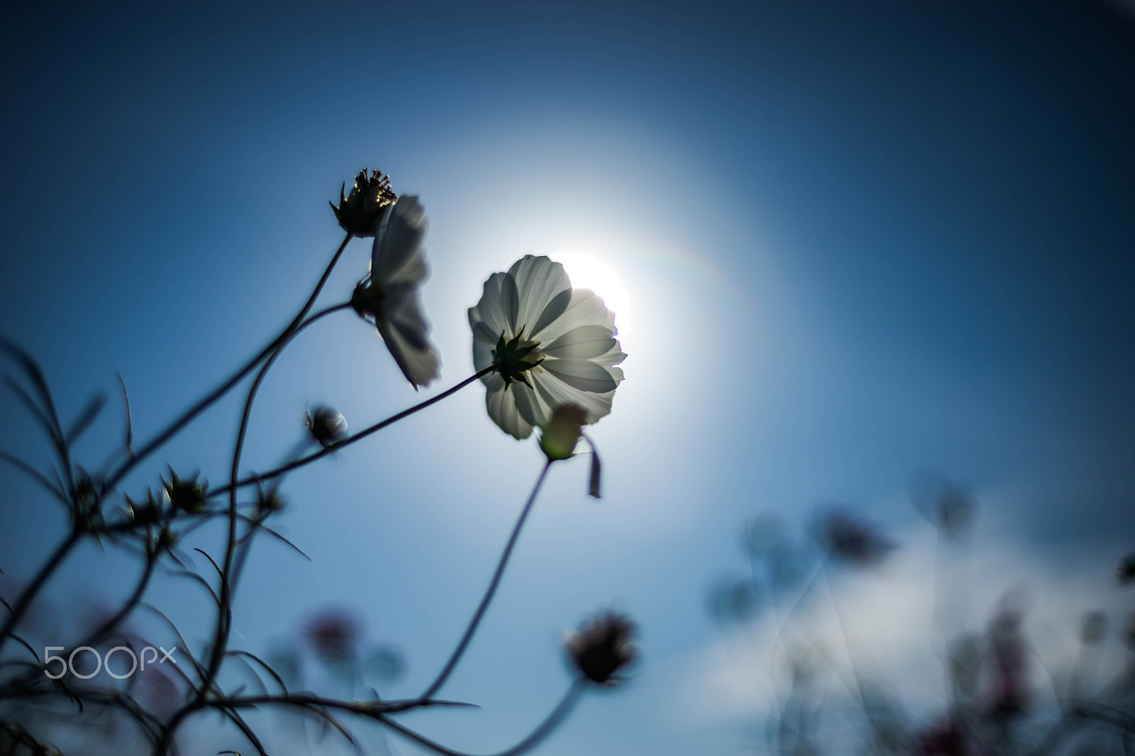 Sony a7 II sample photo. Cosmos sun photography