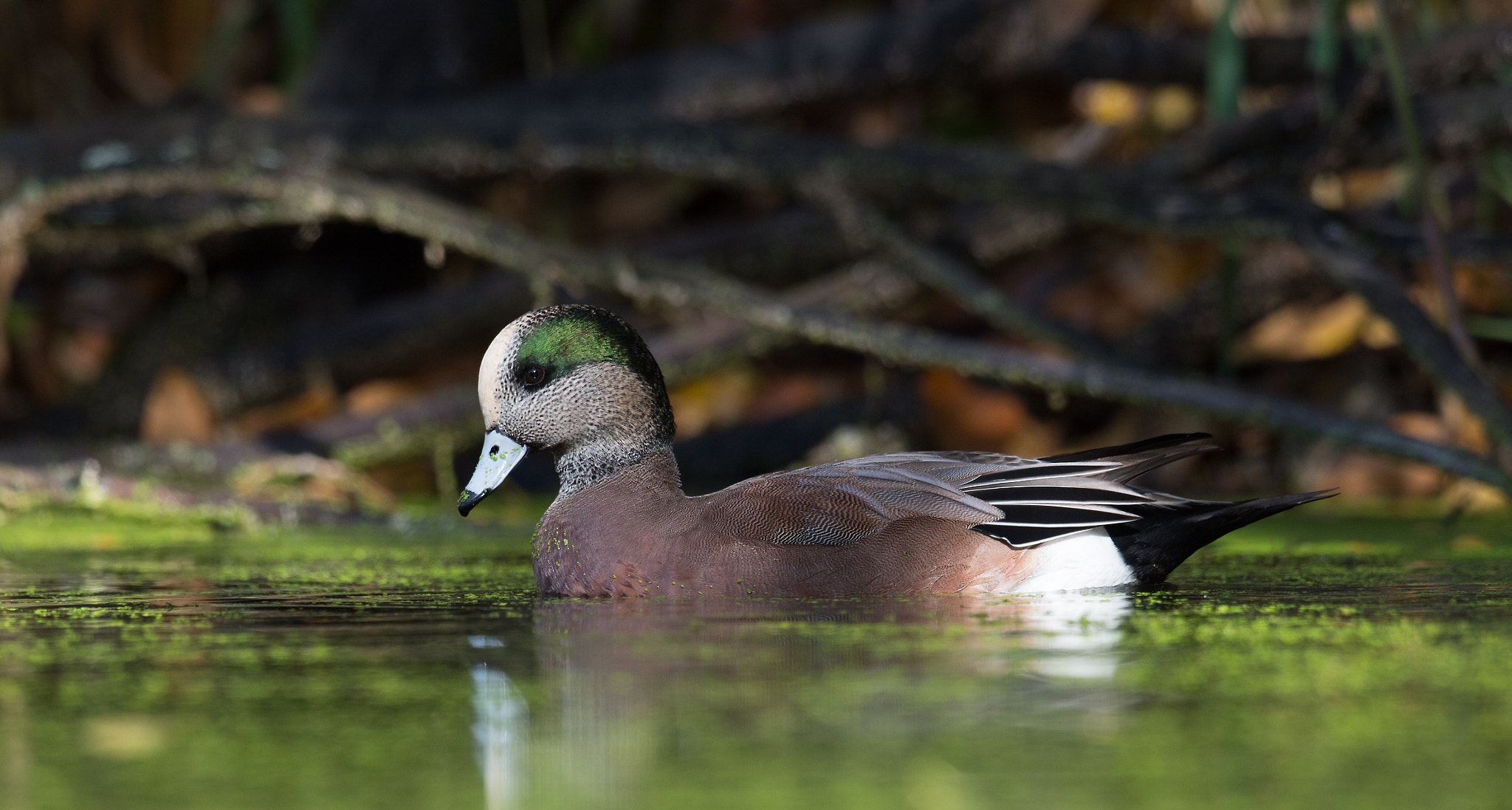 Nikon D4 sample photo. Canard d'amerique, anas americana, american wigeon. photography