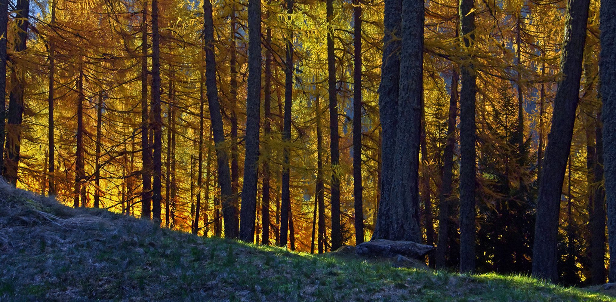 Nikon 1 V3 sample photo. Autumn - the colors of the nature 4 photography