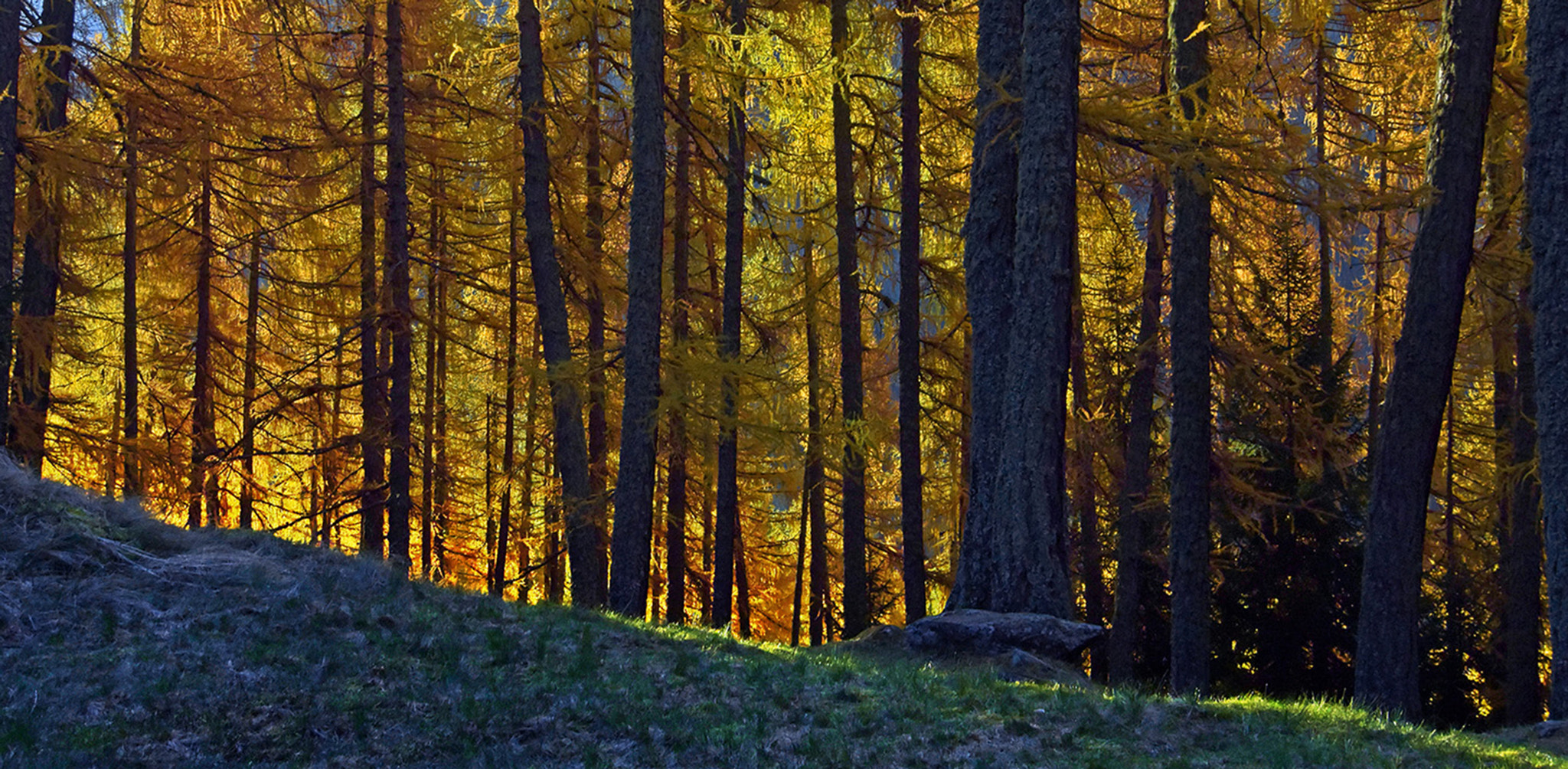 1 NIKKOR VR 10-100mm f/4-5.6 sample photo. Autumn - the colors of the nature 4 photography