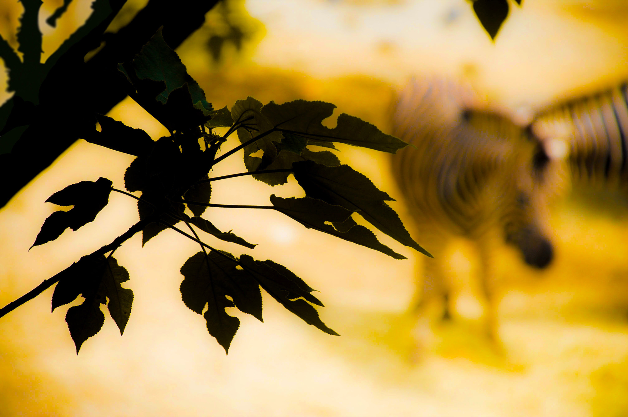 Nikon D40 sample photo. 2016.09.11 photography