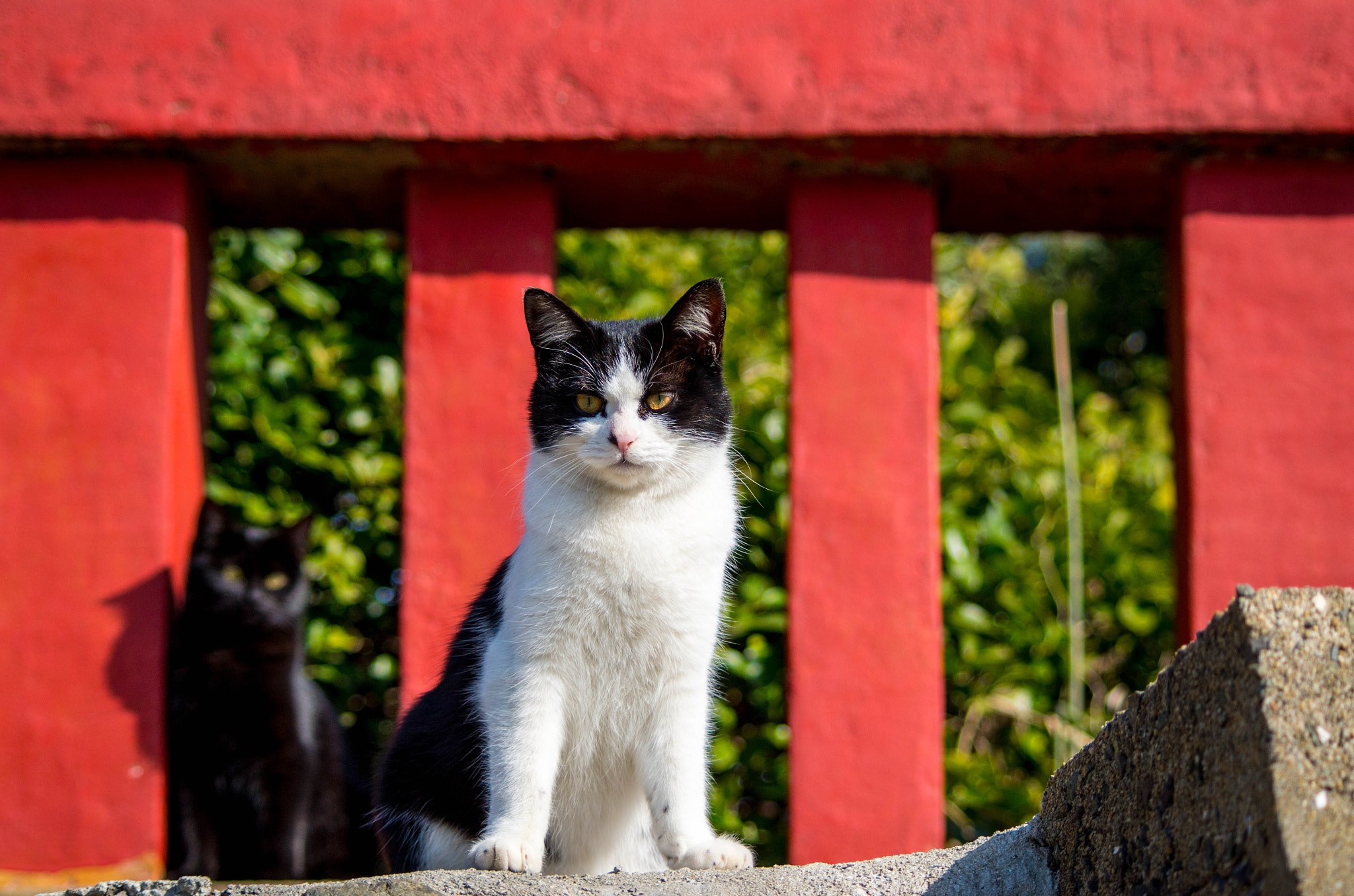 smc PENTAX-DA L 55-300mm F4-5.8 ED sample photo. 猫 photography