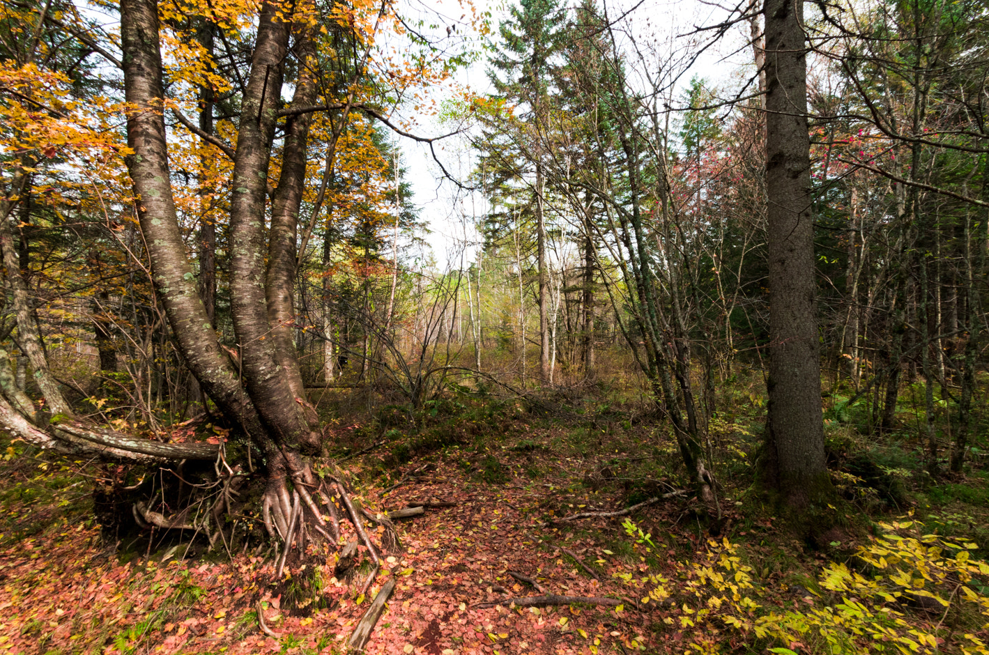 Pentax K-50 sample photo. Trees photography