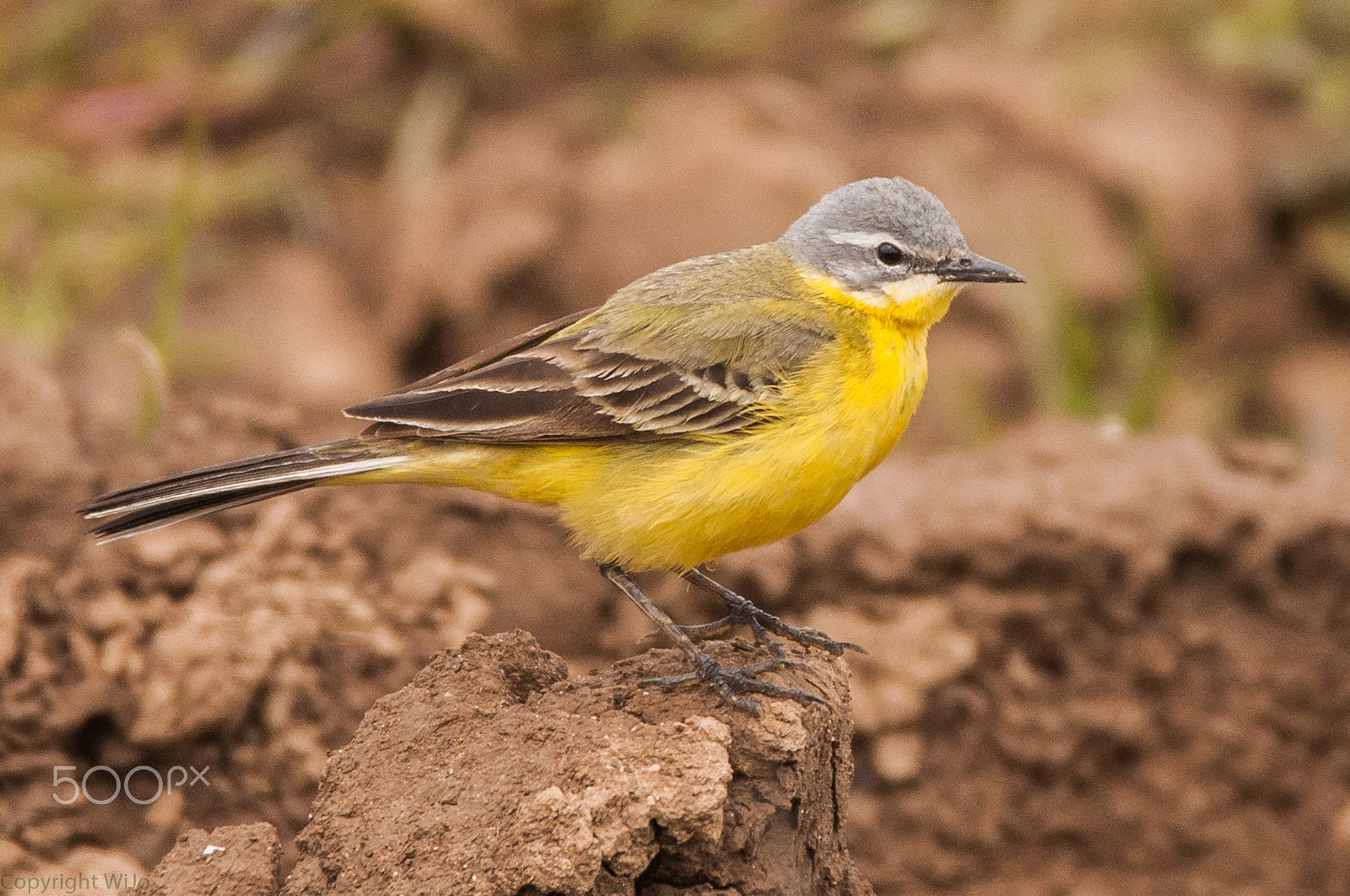 Nikon D90 + Sigma 150-600mm F5-6.3 DG OS HSM | C sample photo. Blue-headed wagtail / gele kwikstaart photography