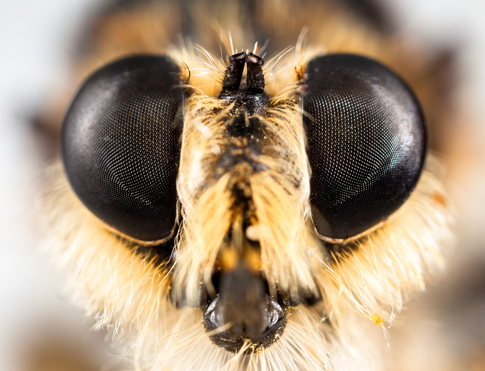 Canon MP-E 65mm F2.5 1-5x Macro Photo sample photo. Killer photography
